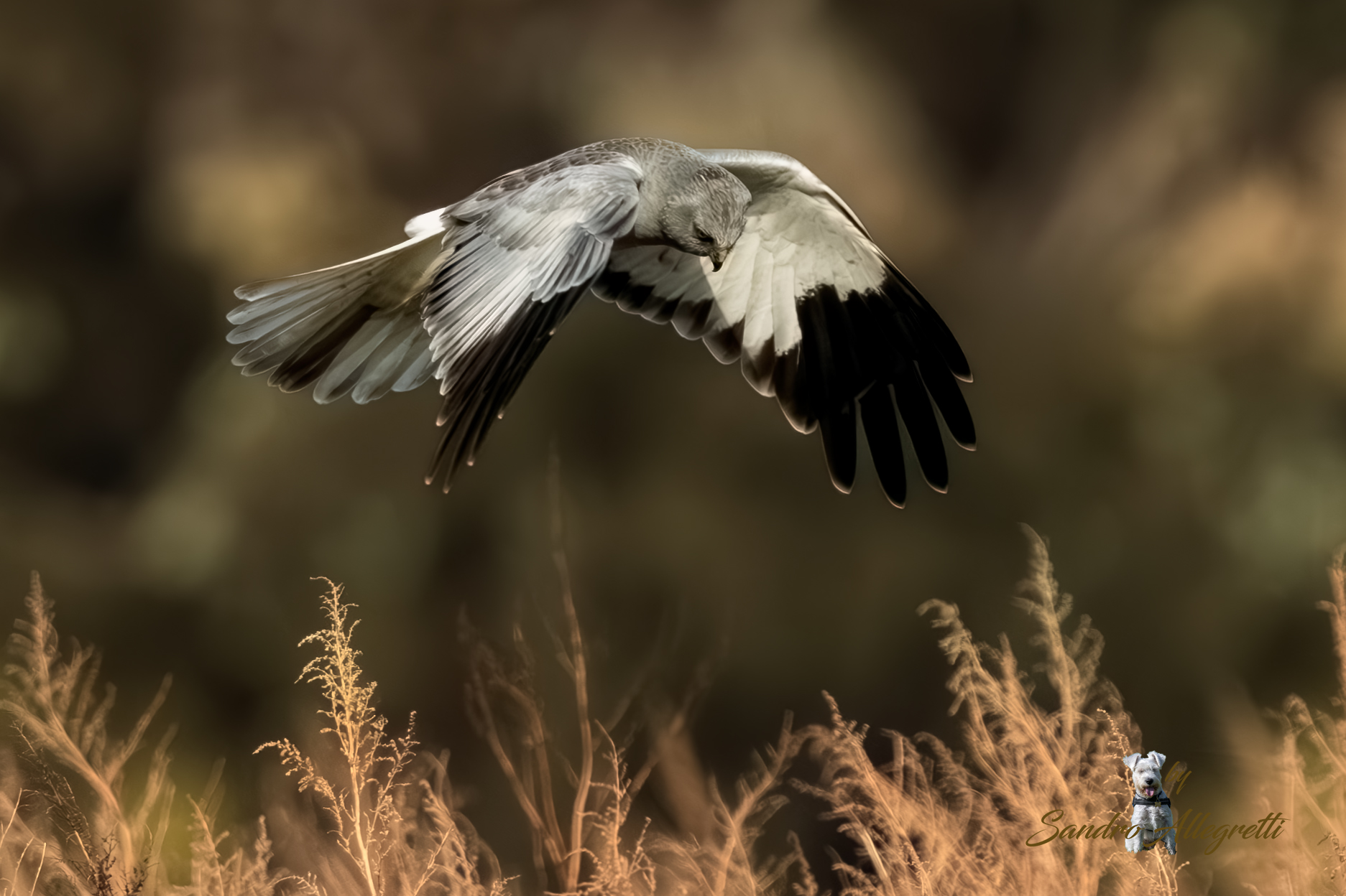 L'albanella reale (Circus cyaneus)