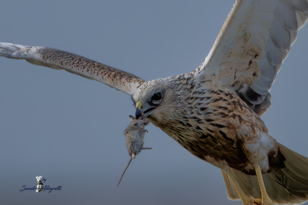 Il falco di palude (Circus aeruginosus)
