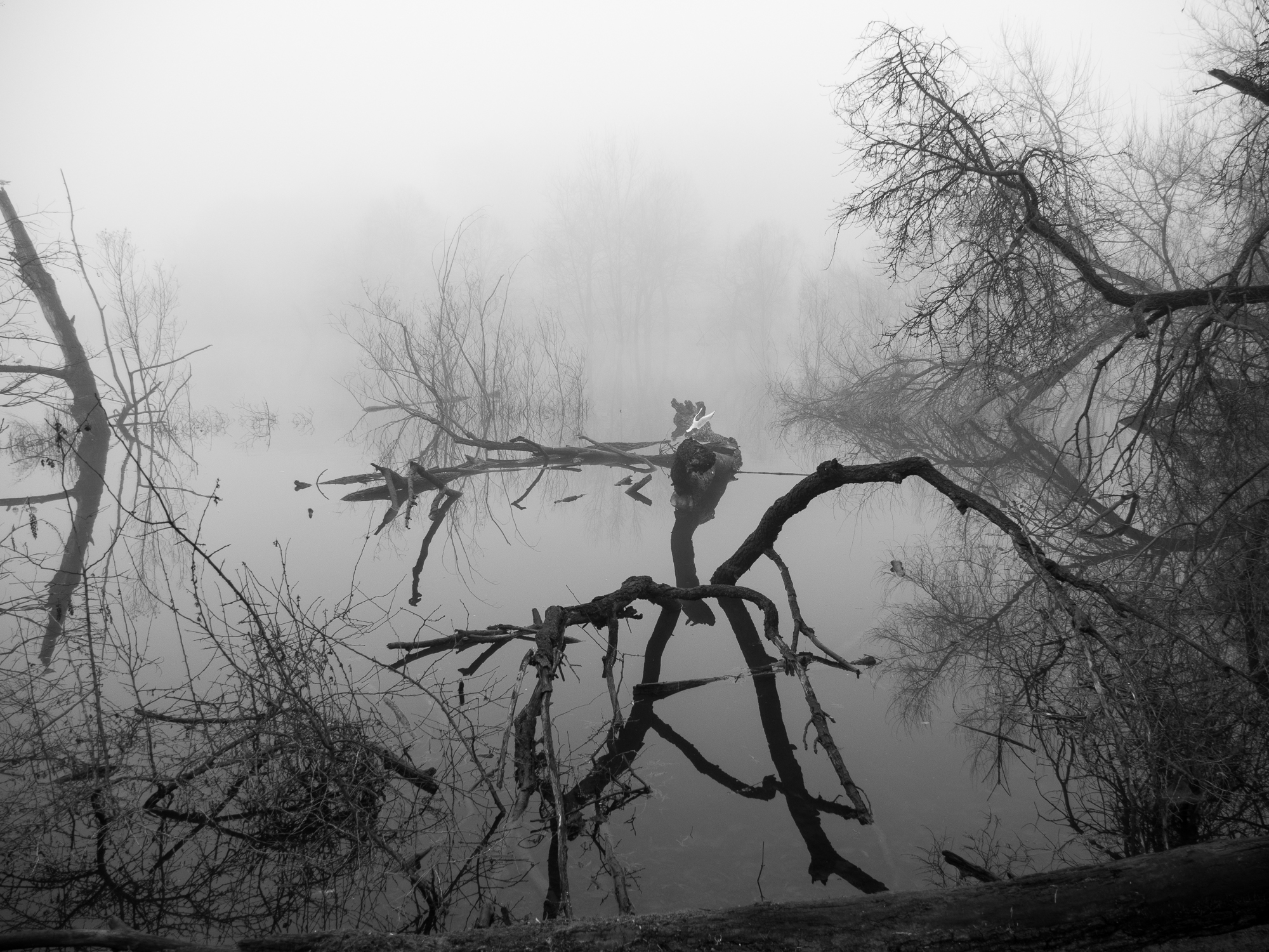 nebbia