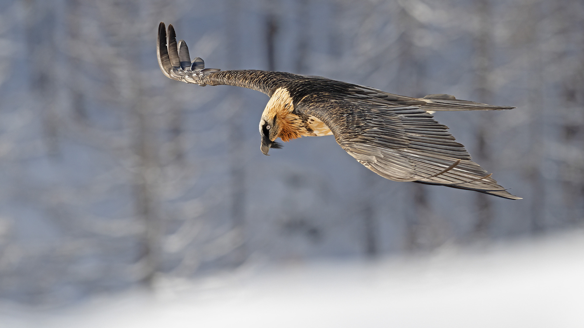 The glide of the bearded vulture