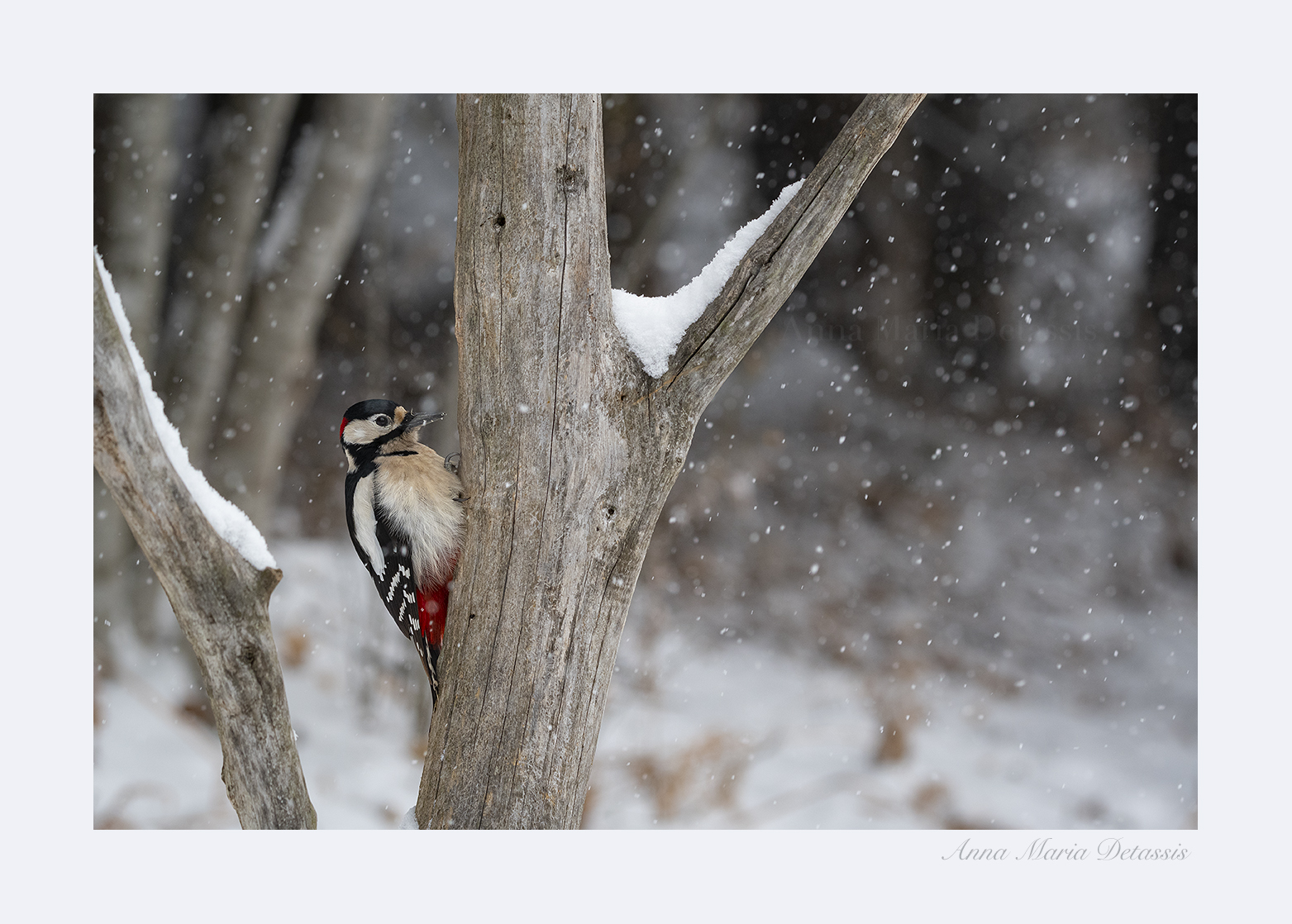 Great Spotted Woodpecker Demdrocopus major