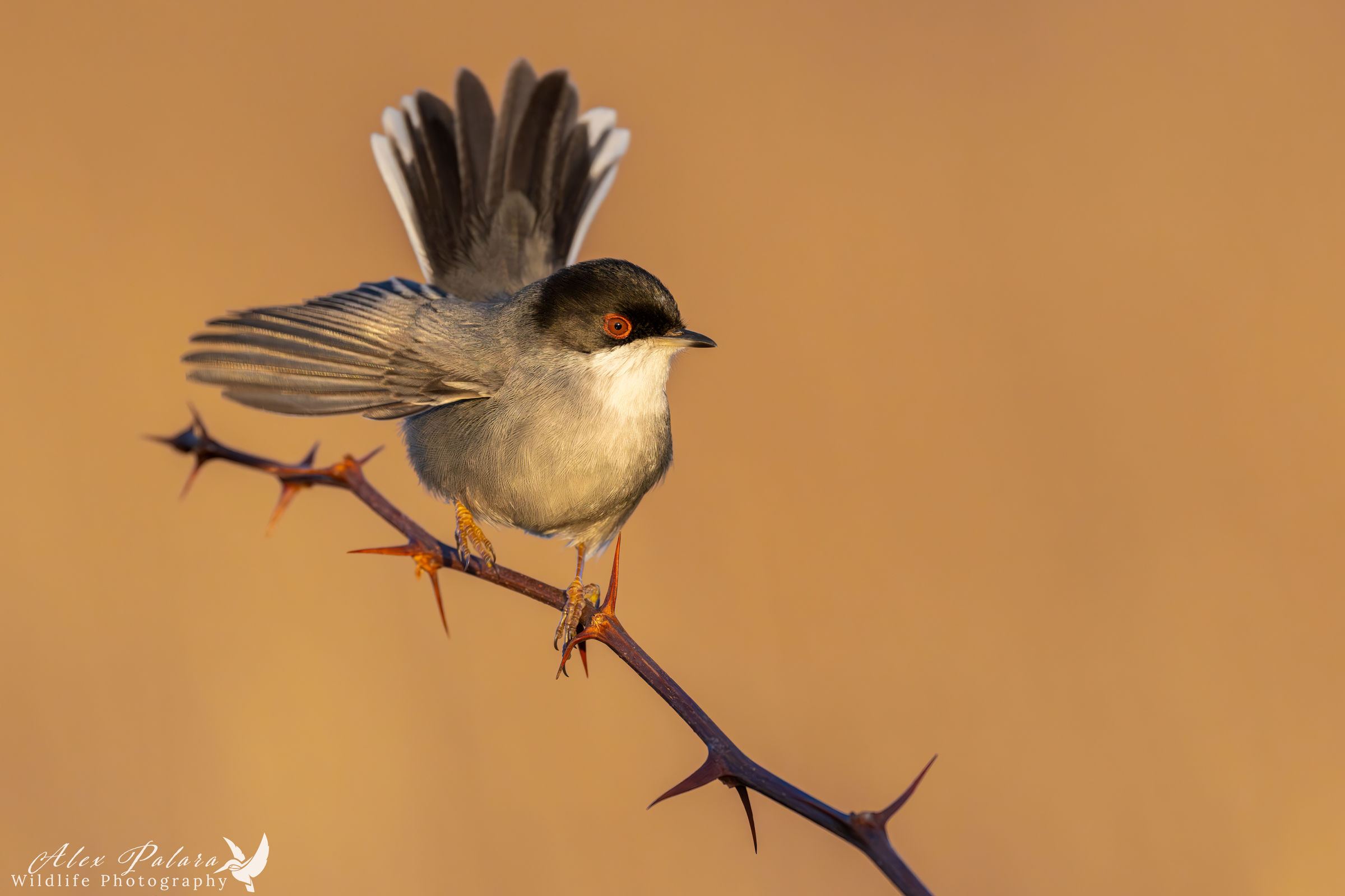 Occhiocotto toshhhhano