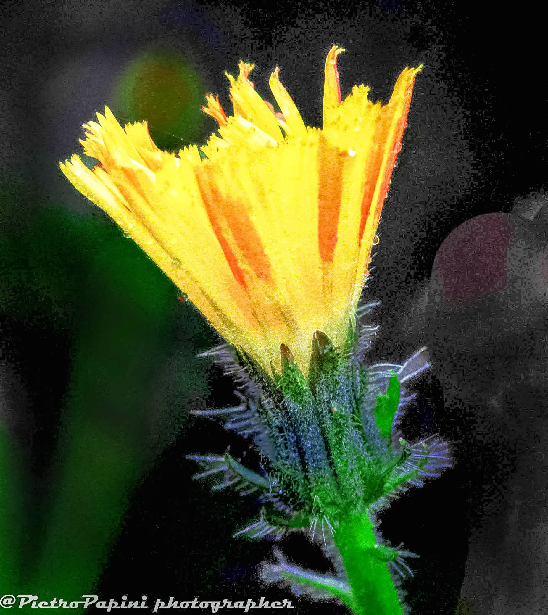 Hieracium pilosella