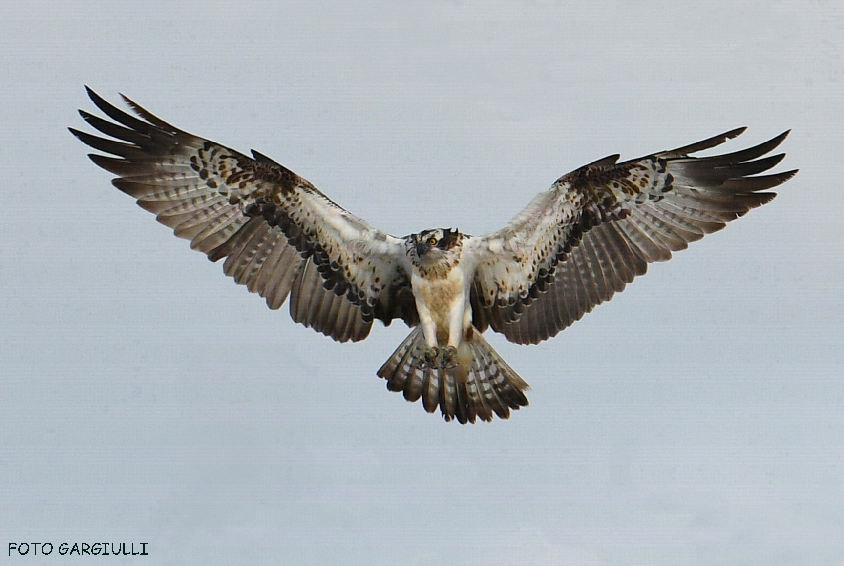 Osprey