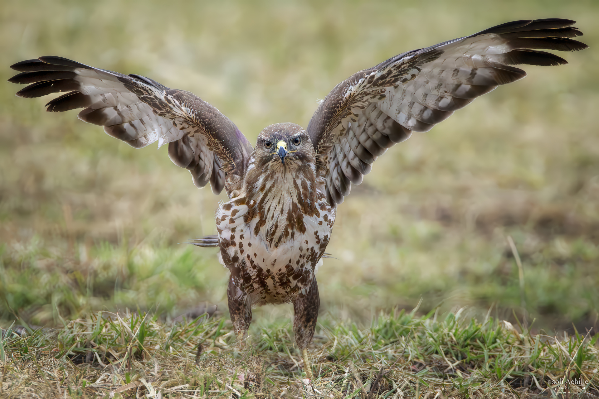 Buzzard