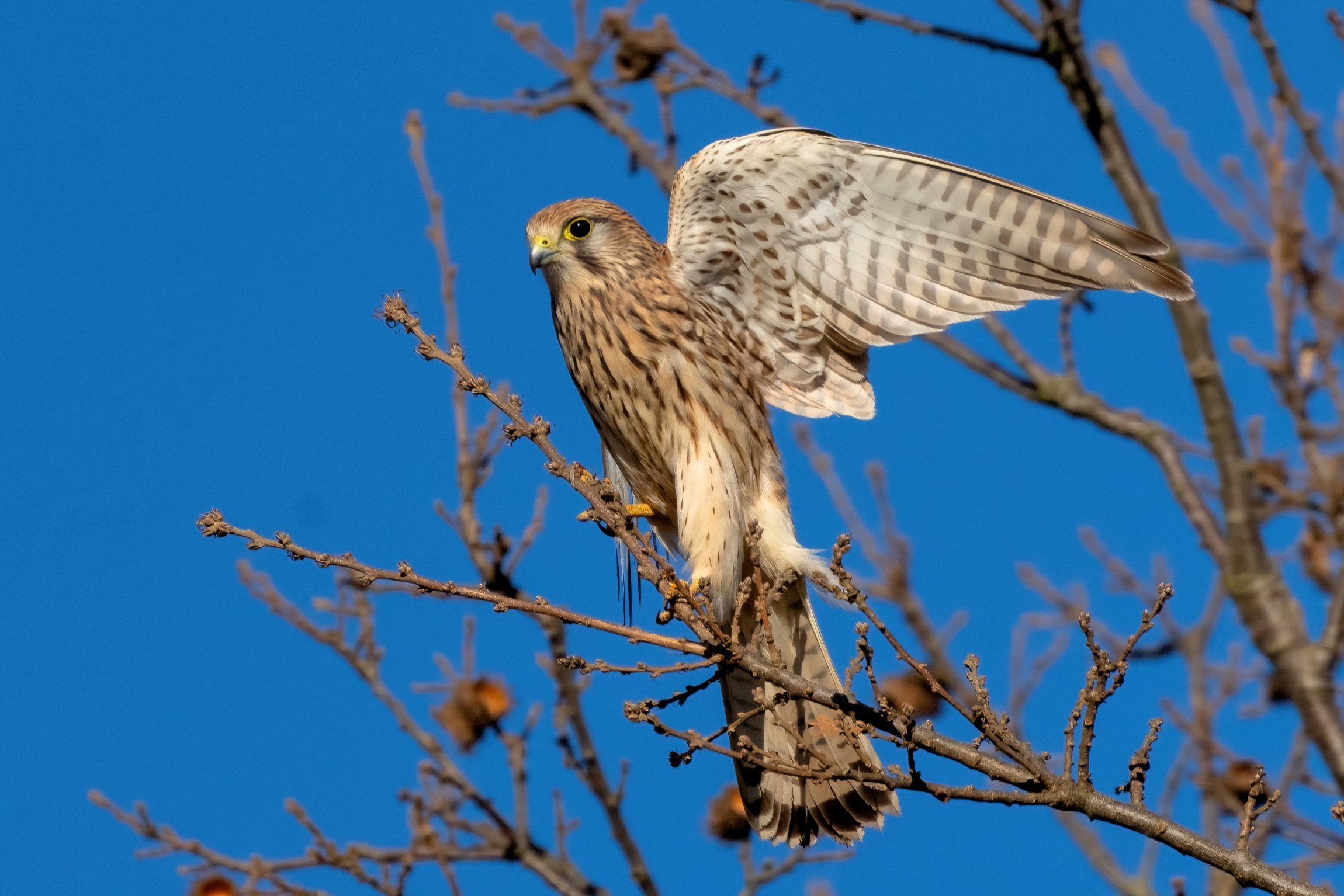 Gheppio (Falco tinnunculus)