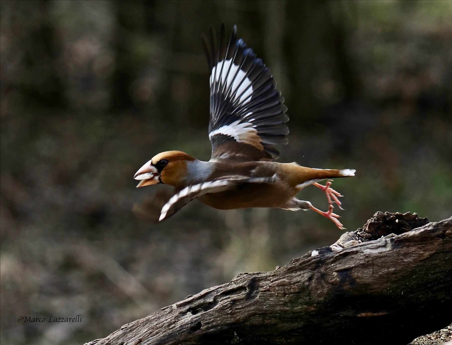 Hawfinch in detachment