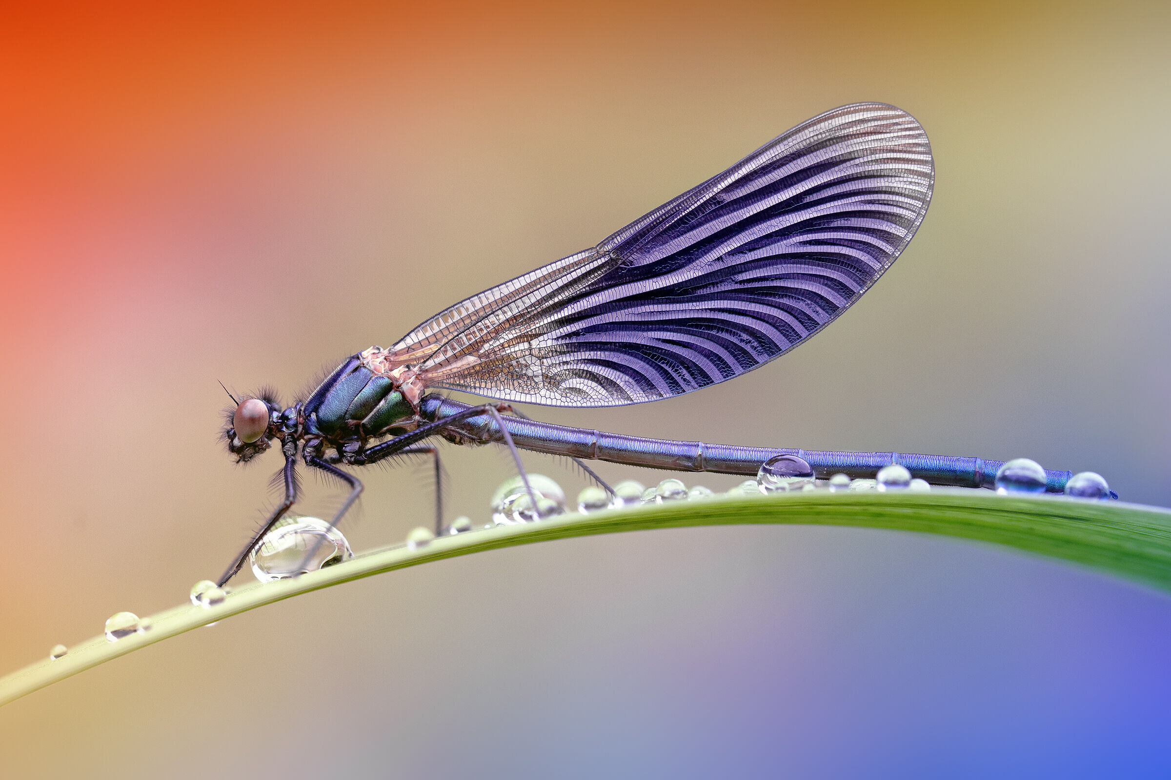 Calopteryx splendens