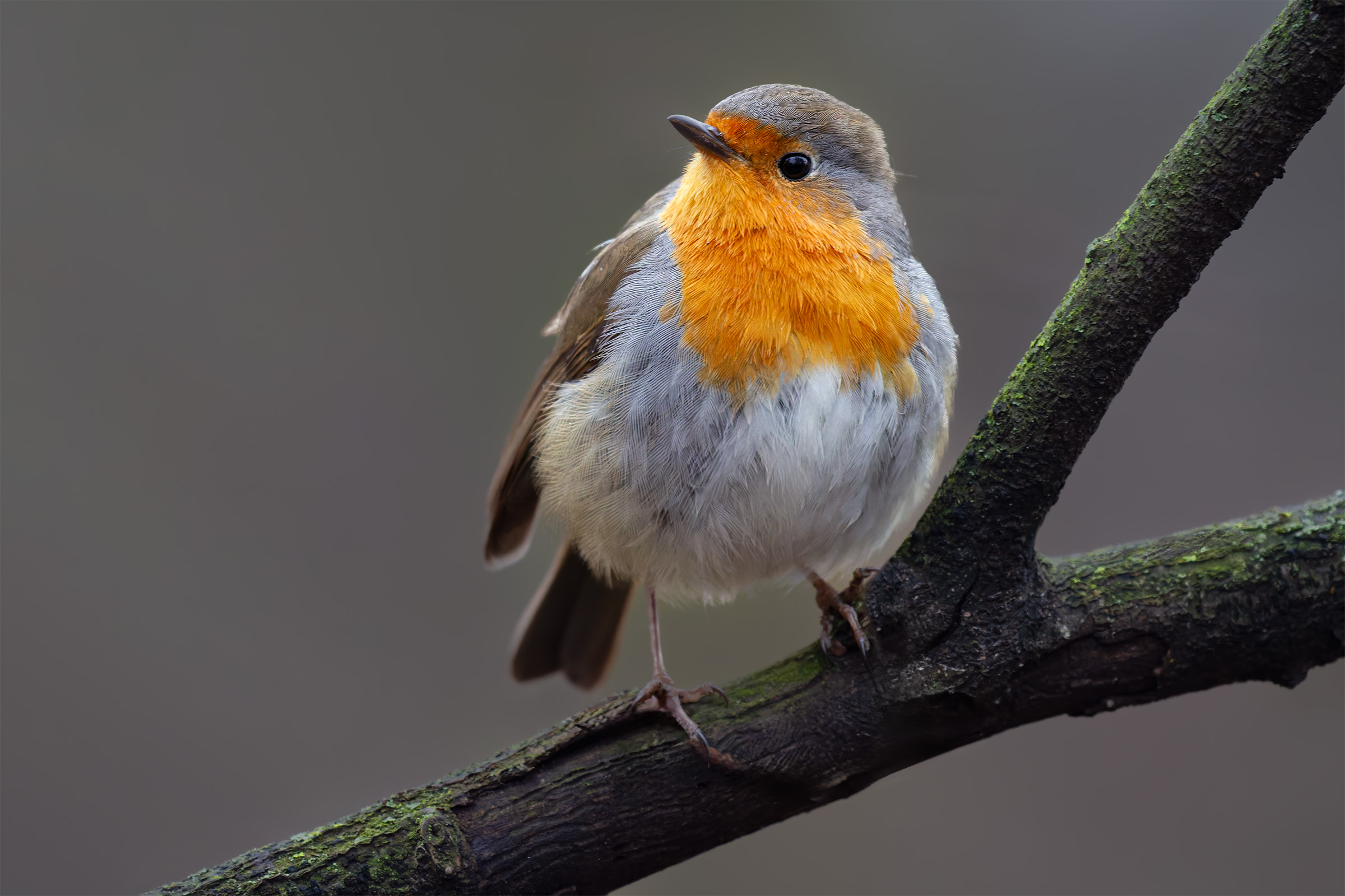 Robin