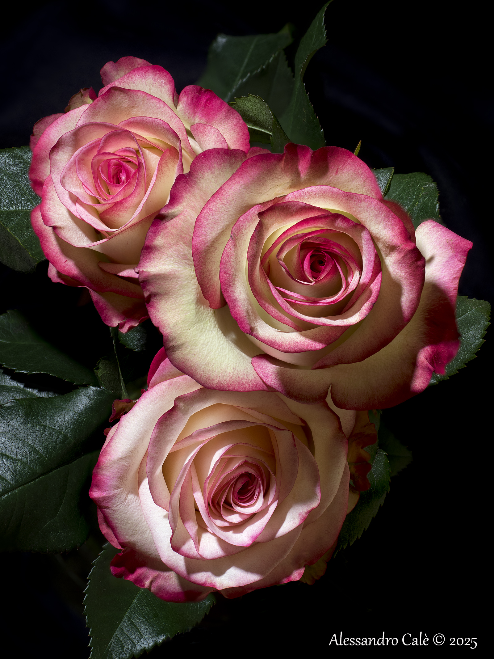Mottled roses 8402_26 FS