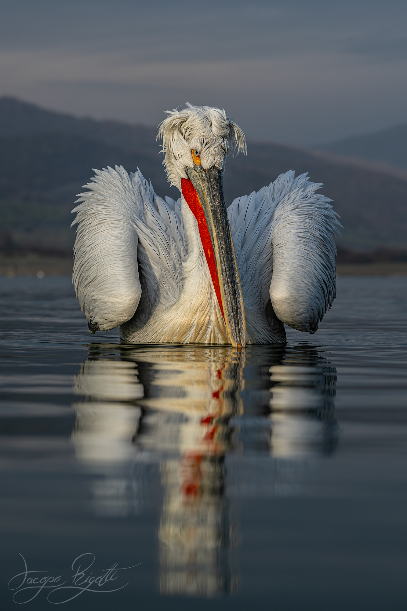 Dalmatian pelican