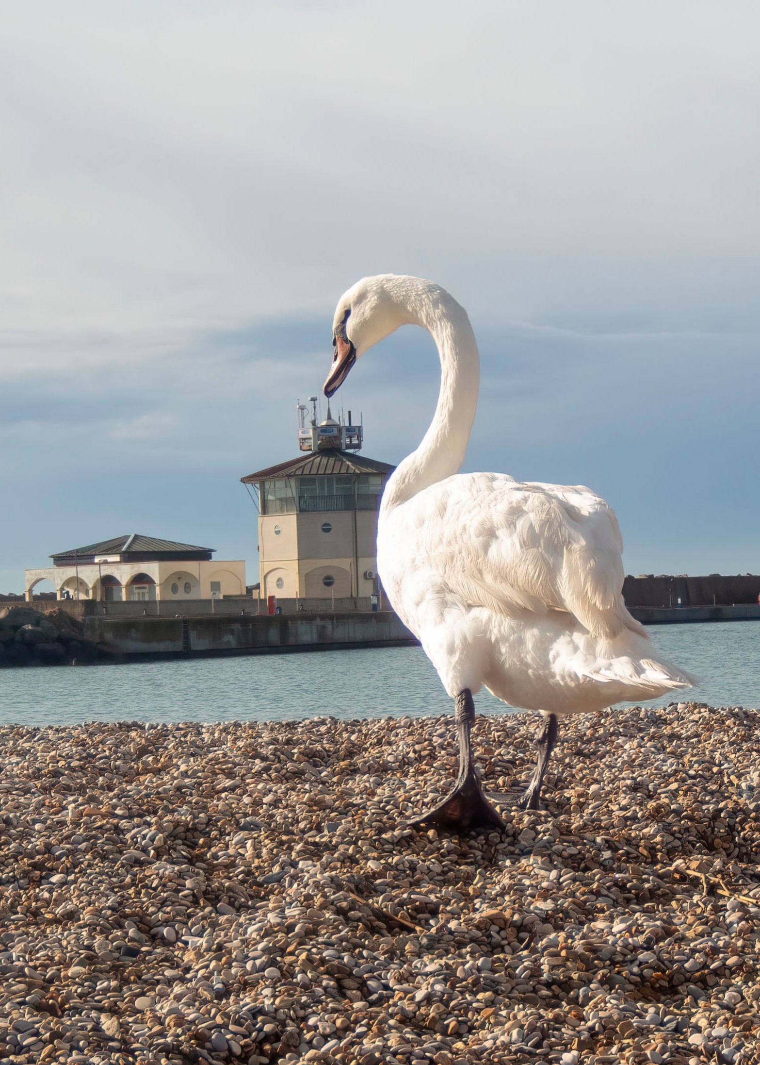 La gigantografia del cigno... (6 foto)