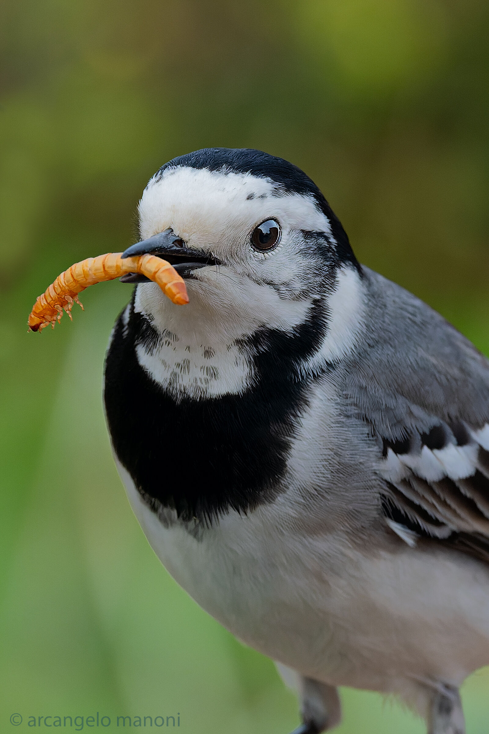 White wagtail