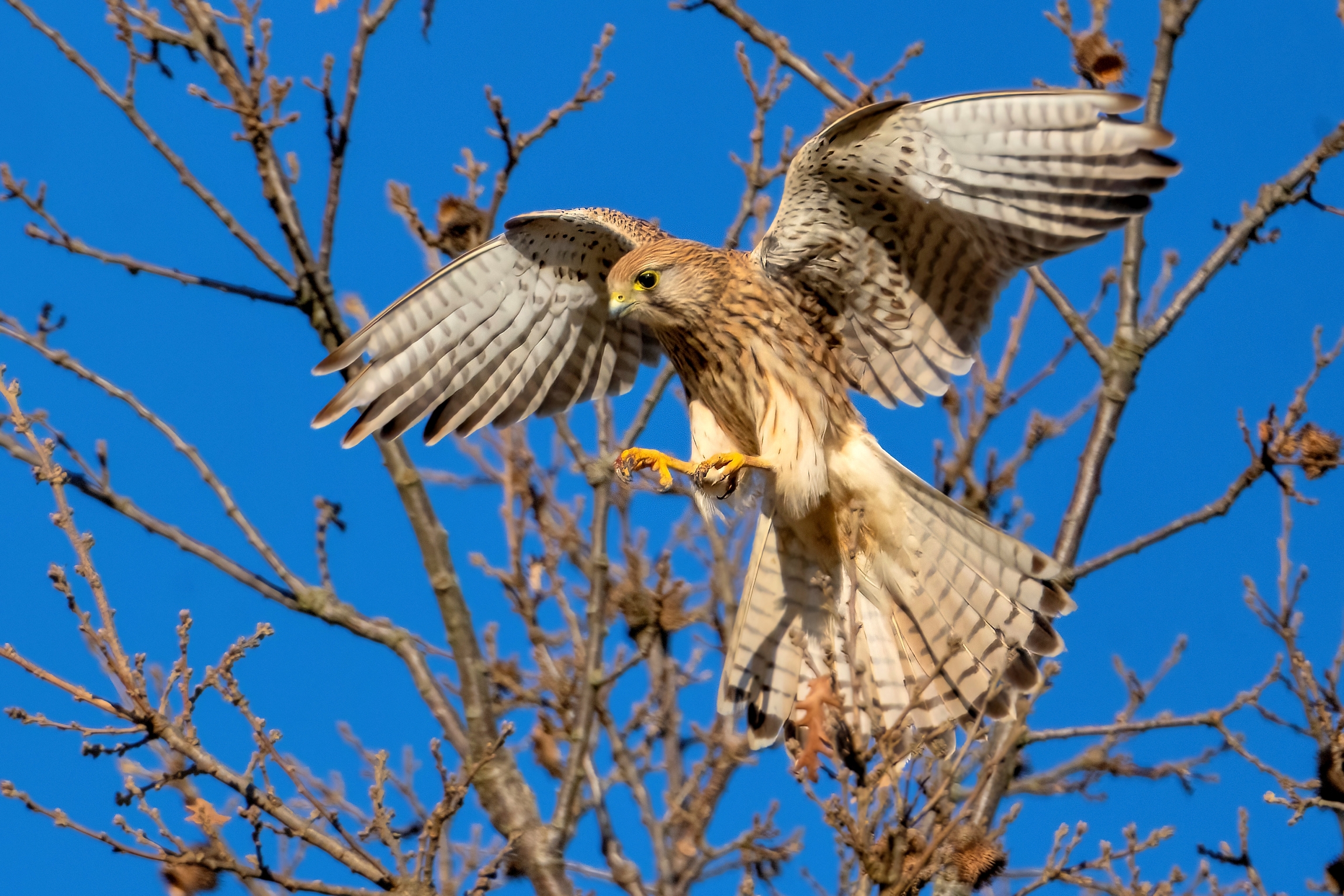 Gheppio (Falco tinnunculus)