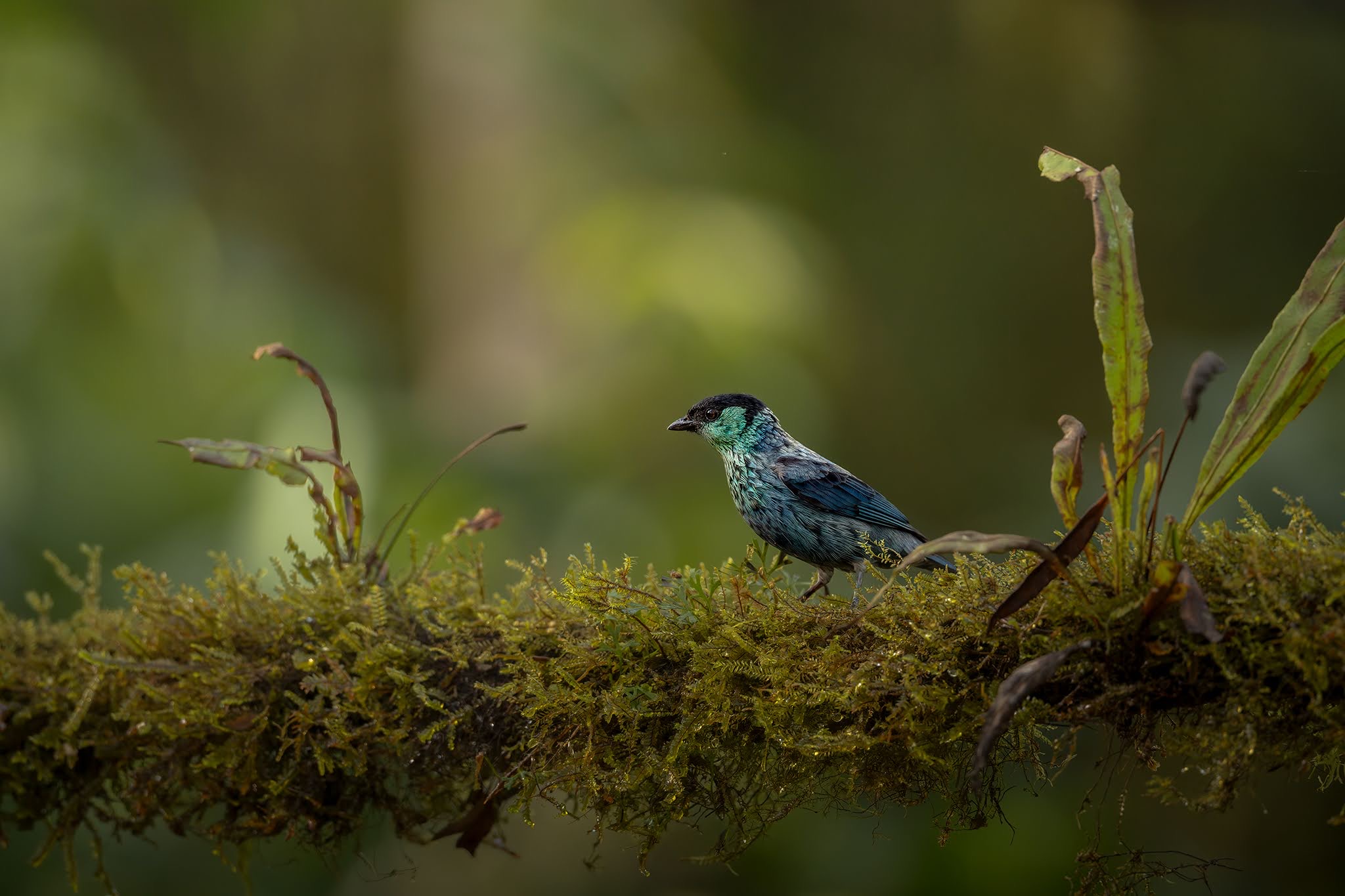 Black-headed Tangara