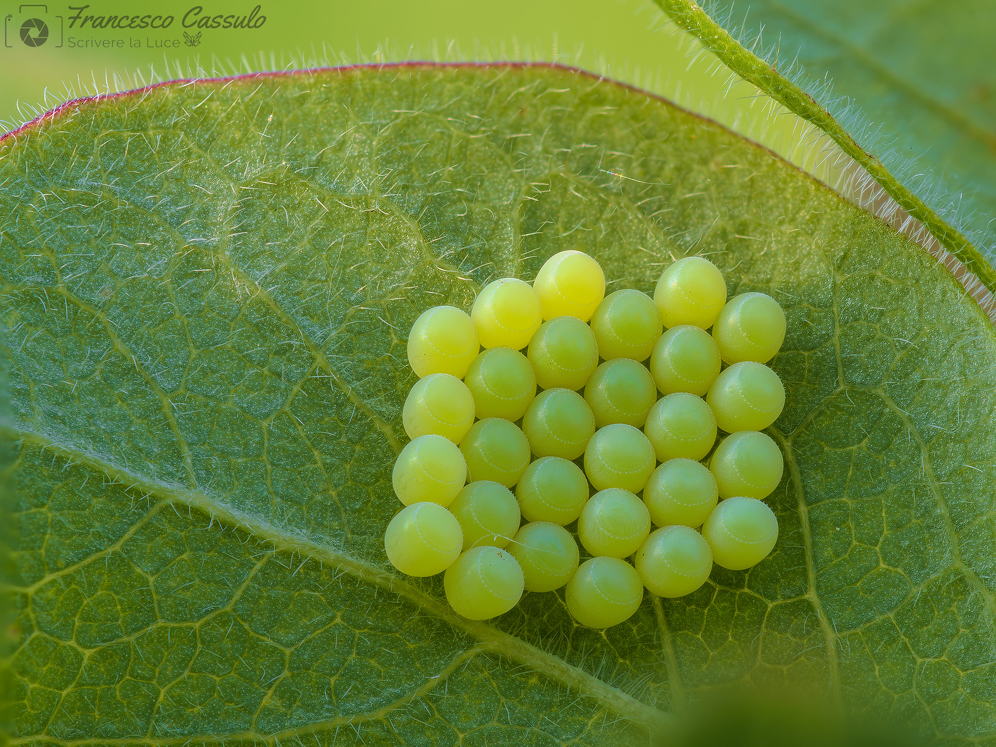 Palomena prasina (Green Stink Bug)