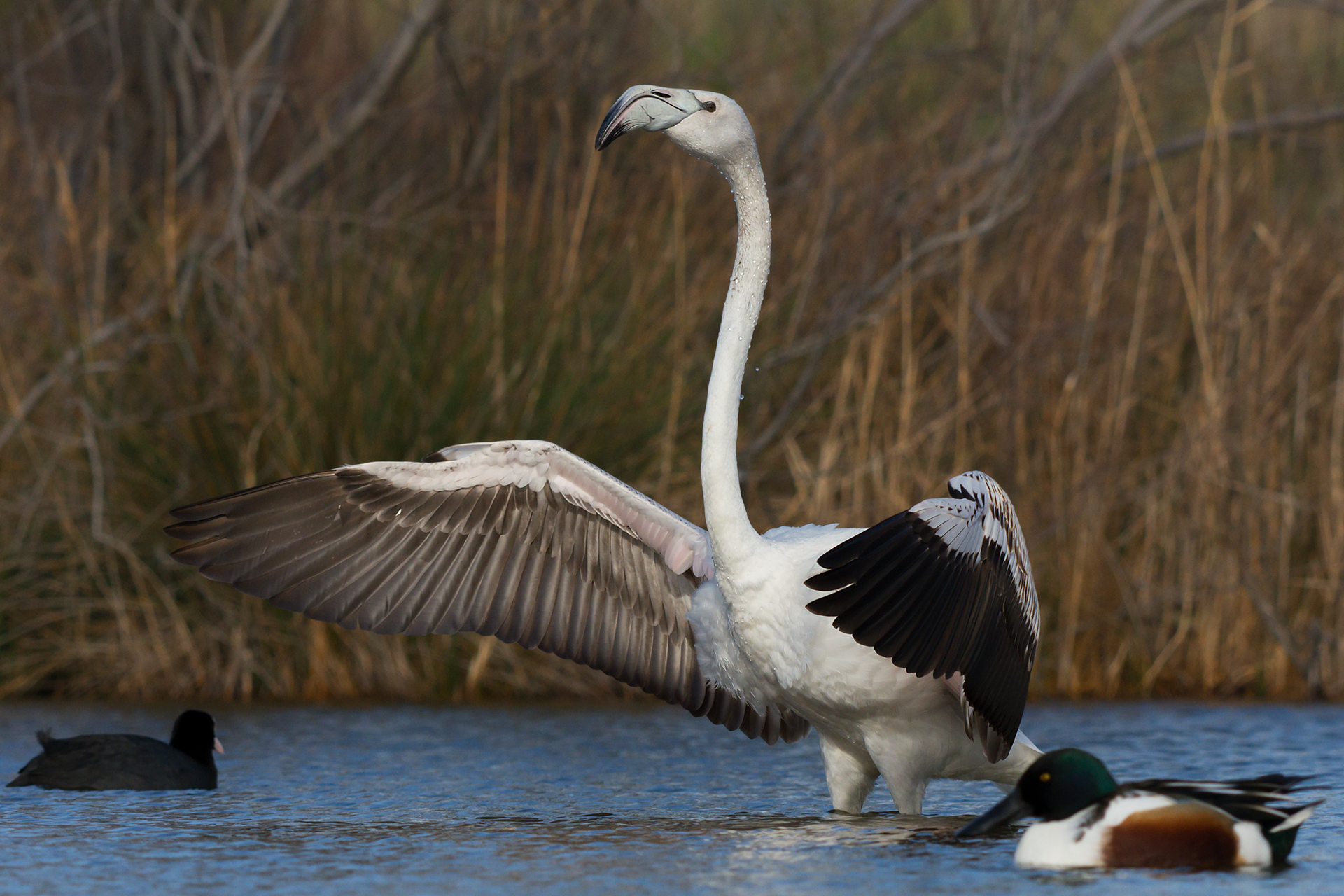 Fenicottero in "sgranchitina"