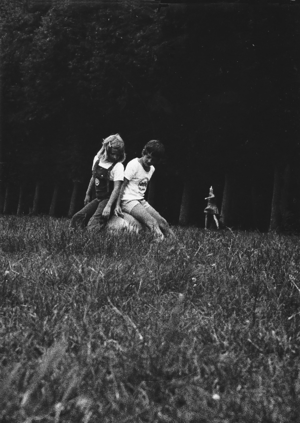 on the edge of the woods