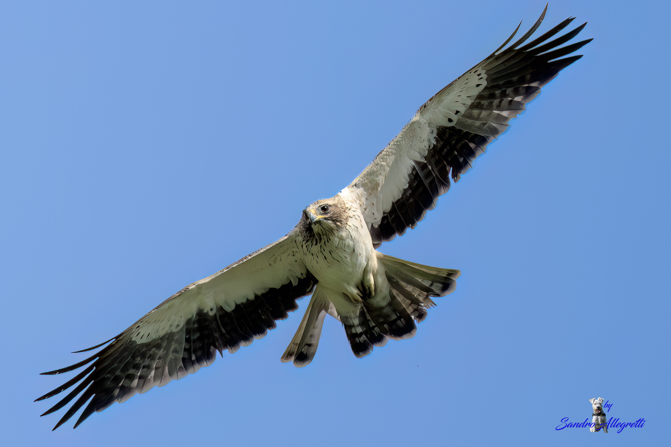 L'aquila minore (Hieraaetus pennatus)