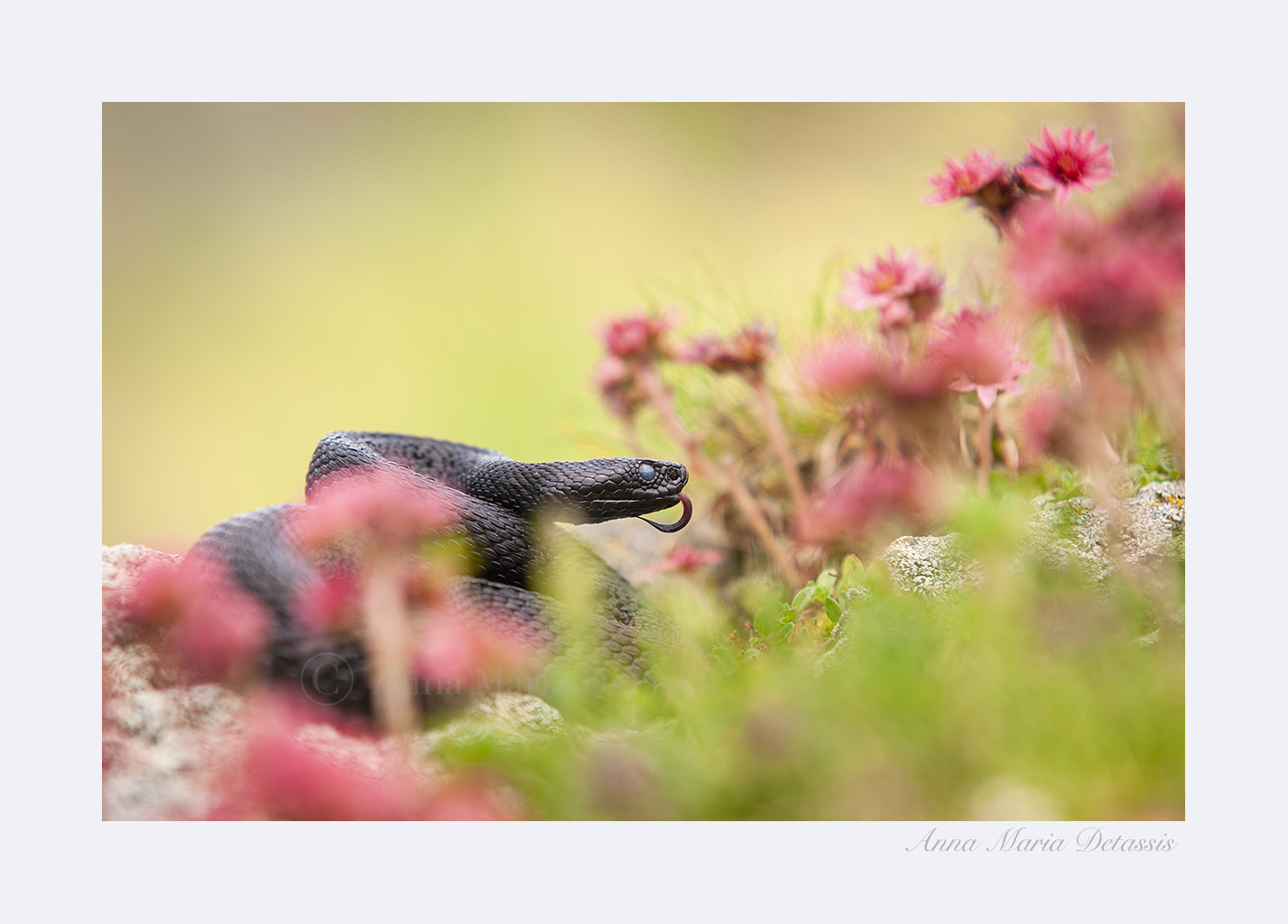 Marasso Vipera berus