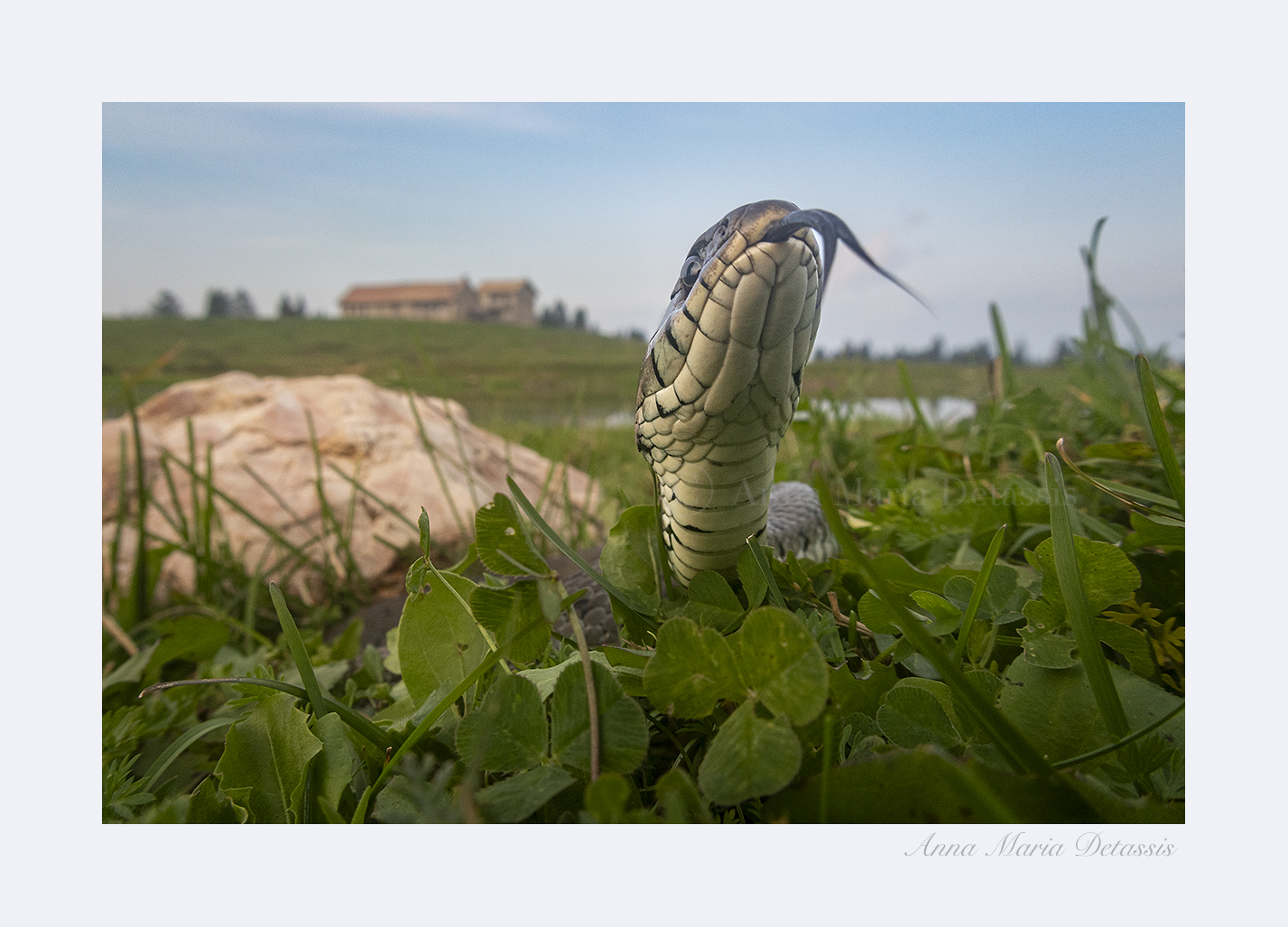Collared snake Natrix helvetica