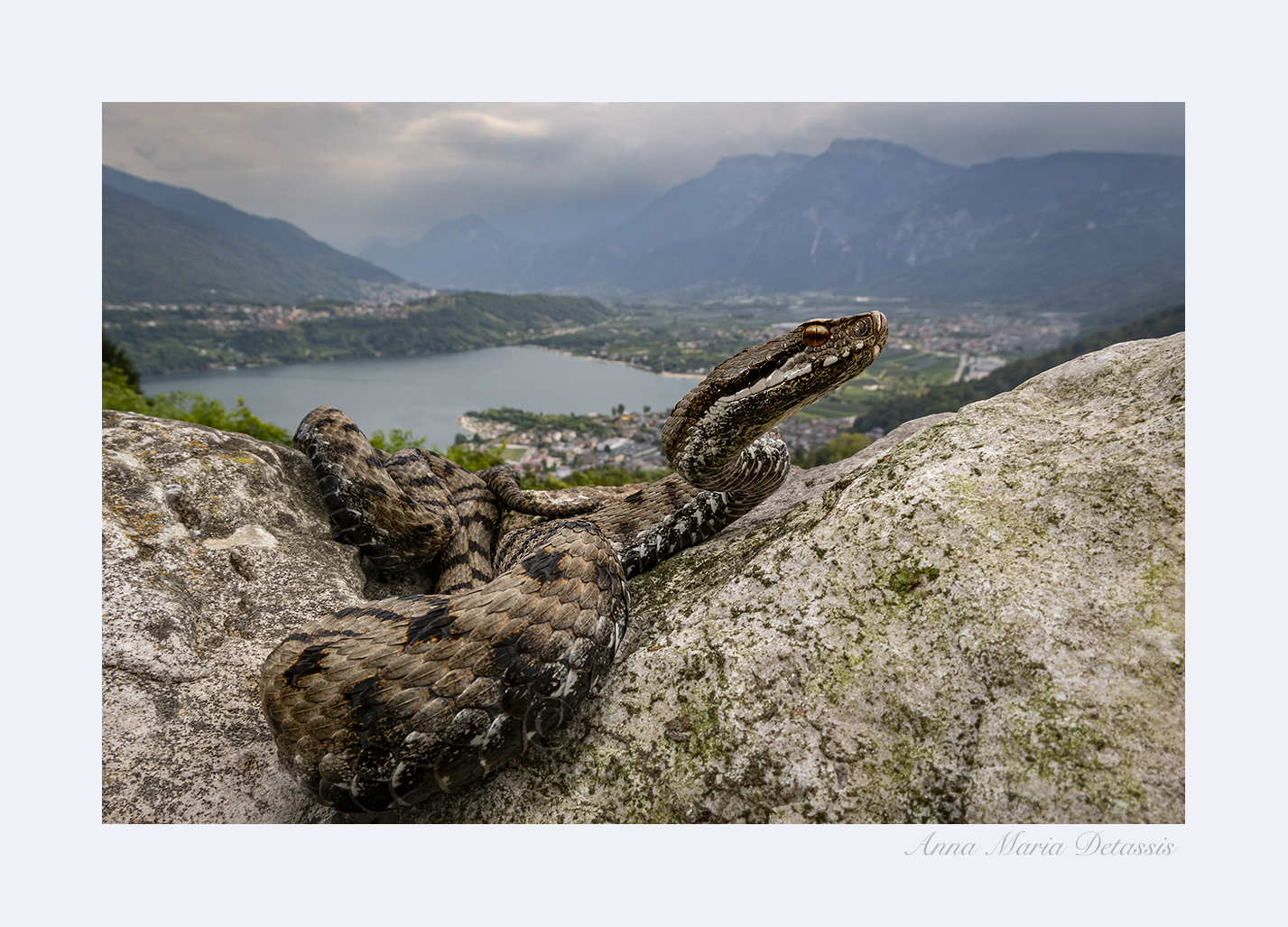 Common viper Vipera aspis