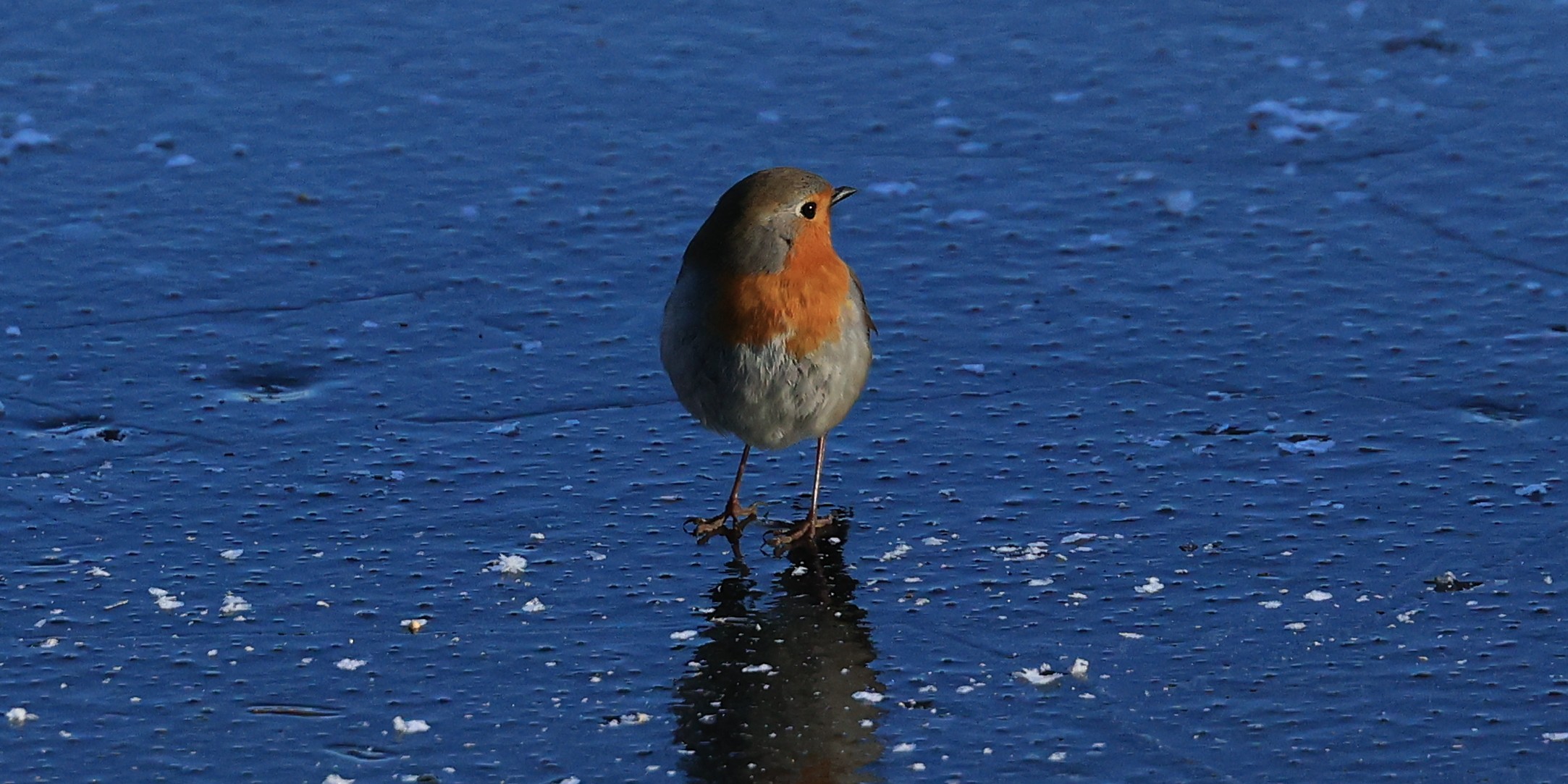 pettirosso on ice