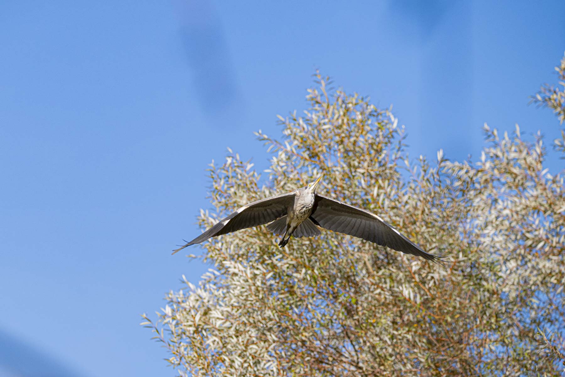 Grey Heron in flight