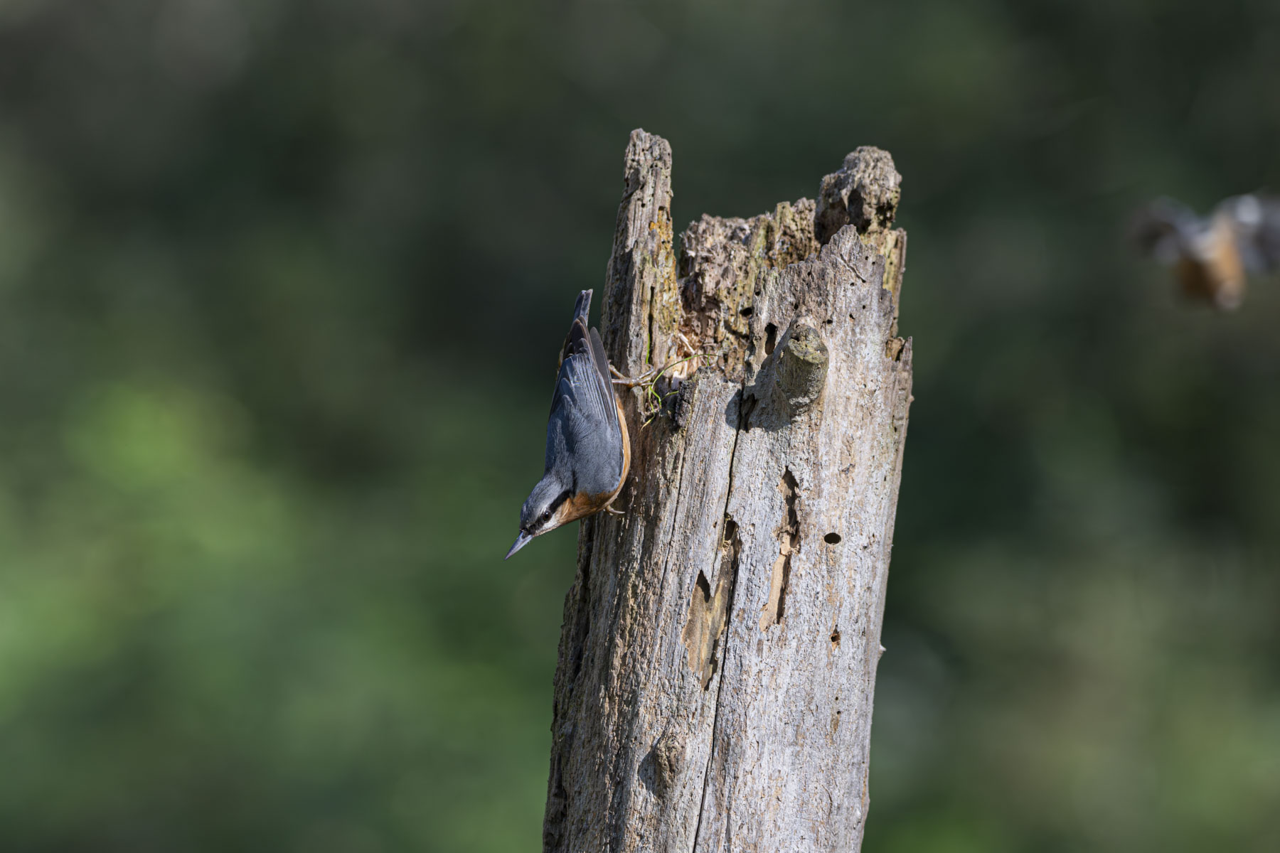 Wood nuthatch