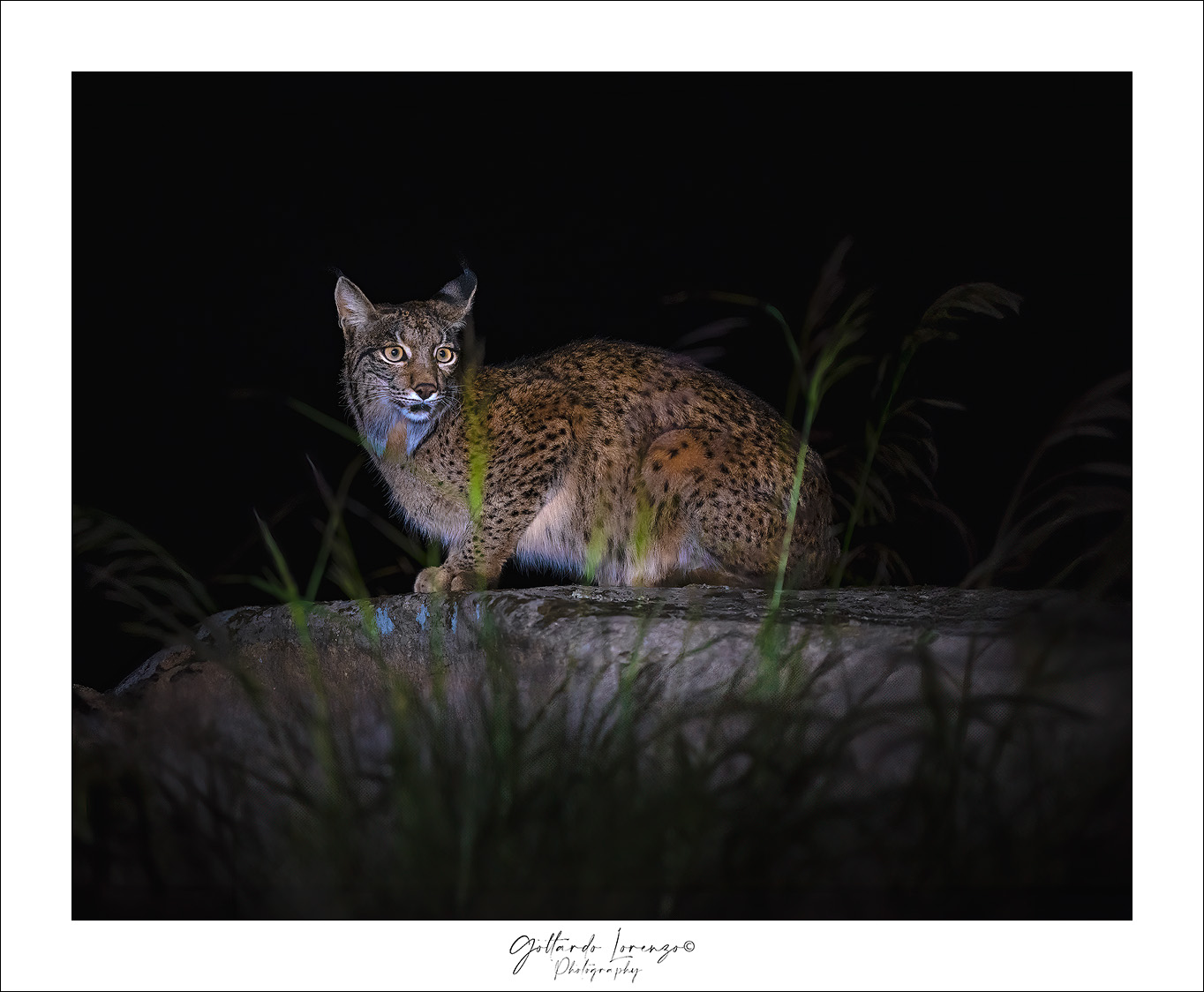 Lince iberica di notte