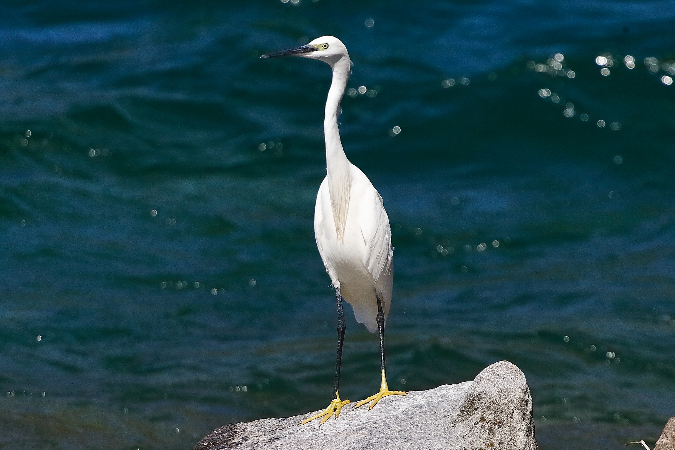 Garzetta 12 agosto 2024 - 9999