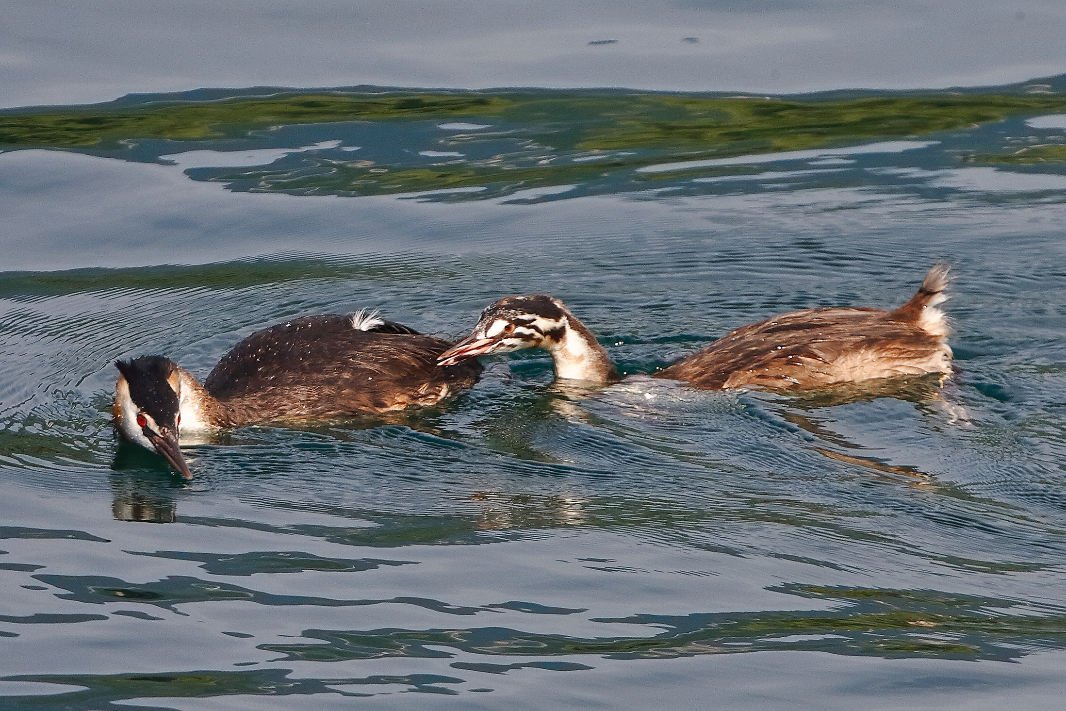 Svassi 12 agosto 2024 - 9999_15