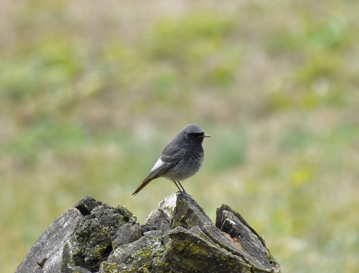 black redstart