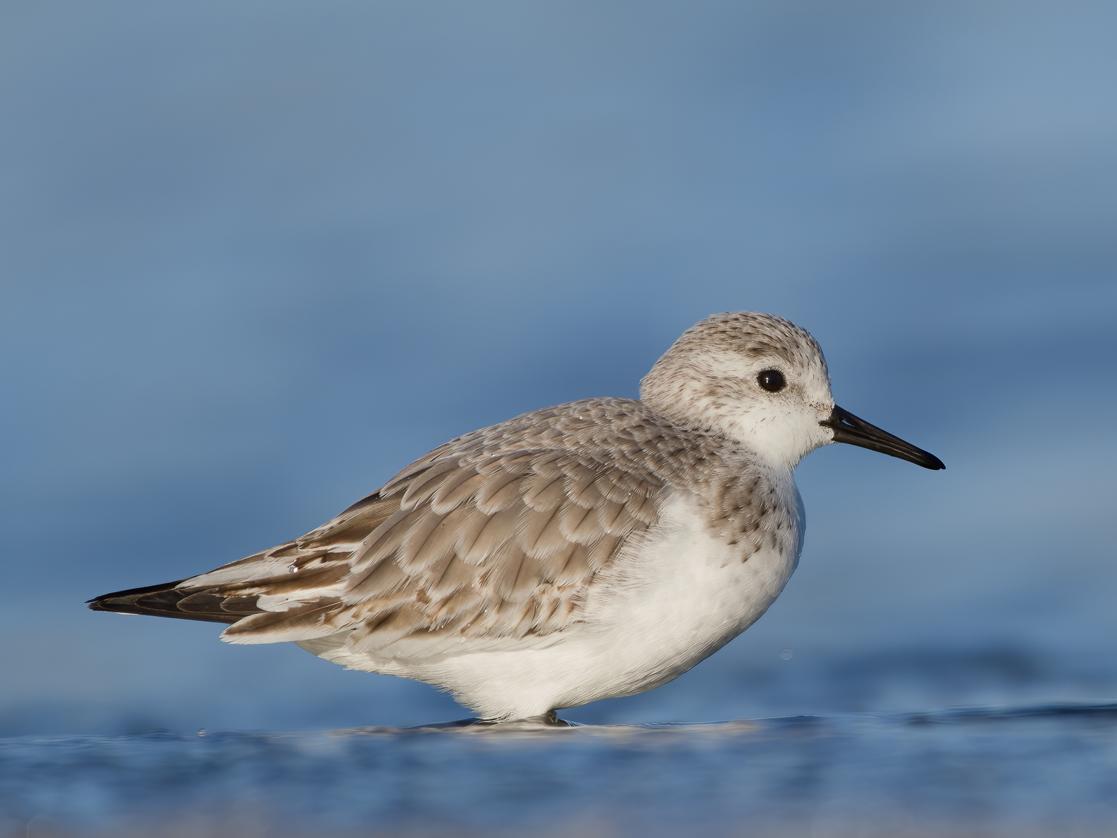 Three-toed sandpiper