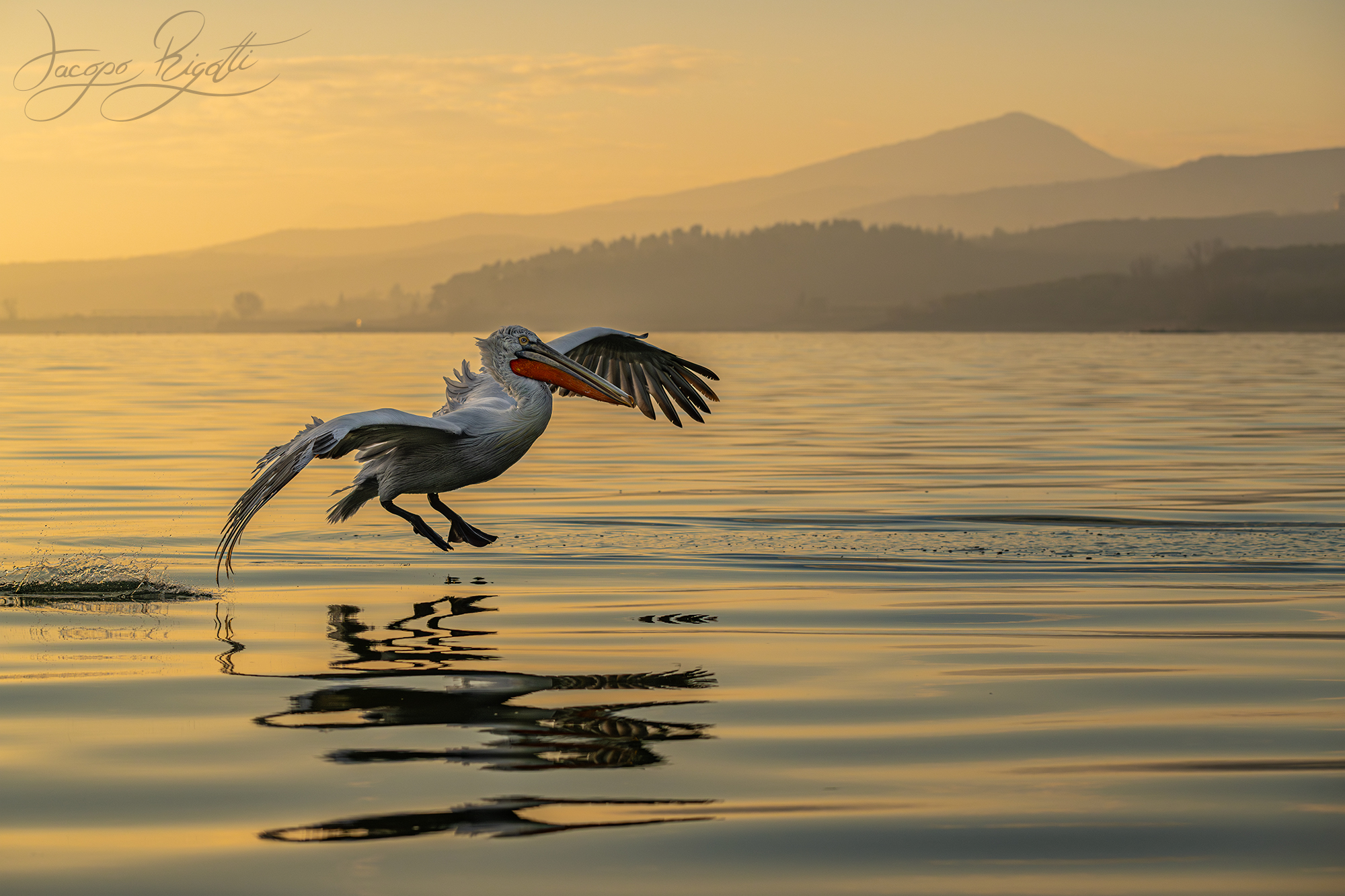 Dalmatian pelican at sunrise