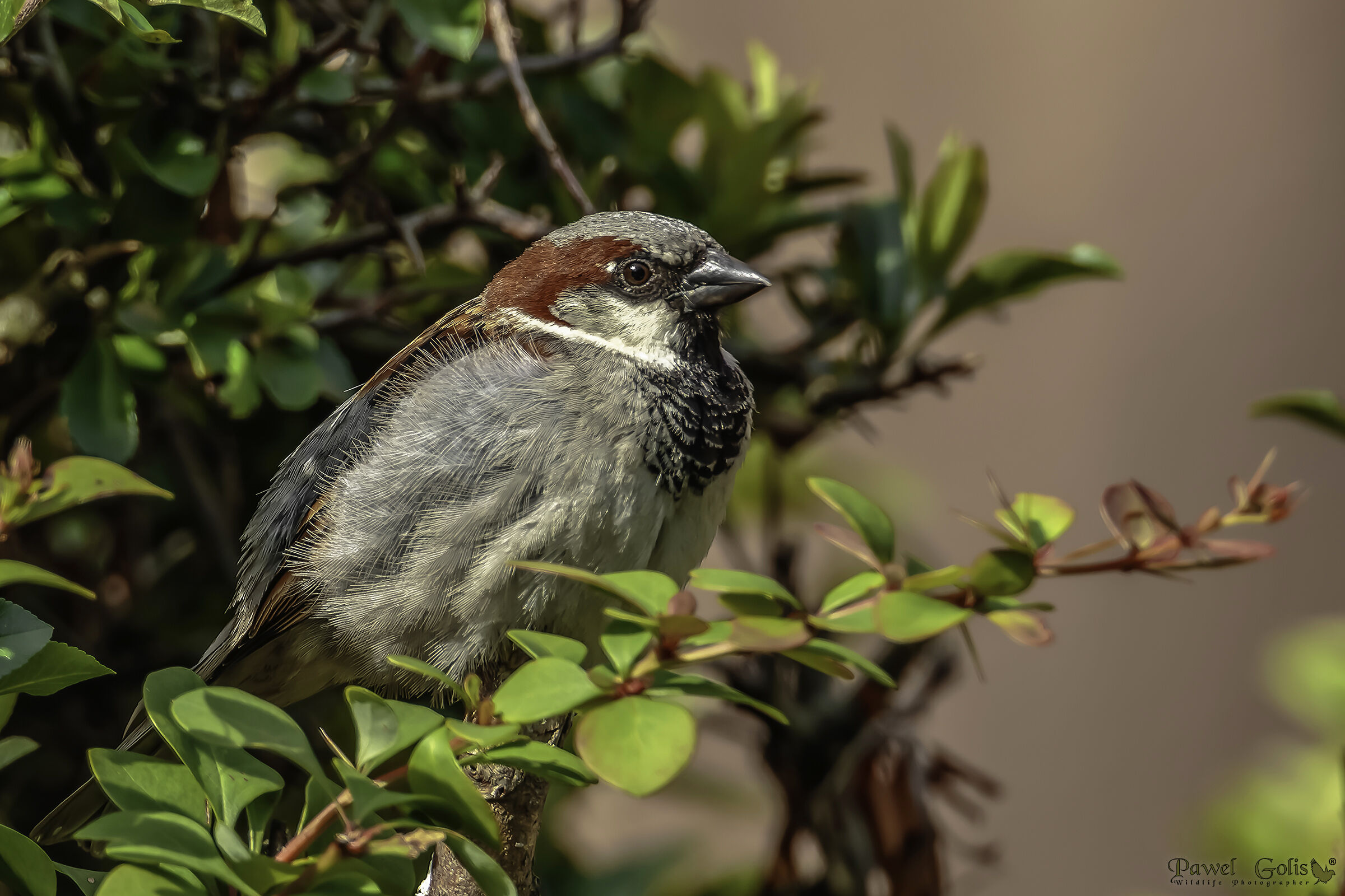 Passero (Passer domesticus)