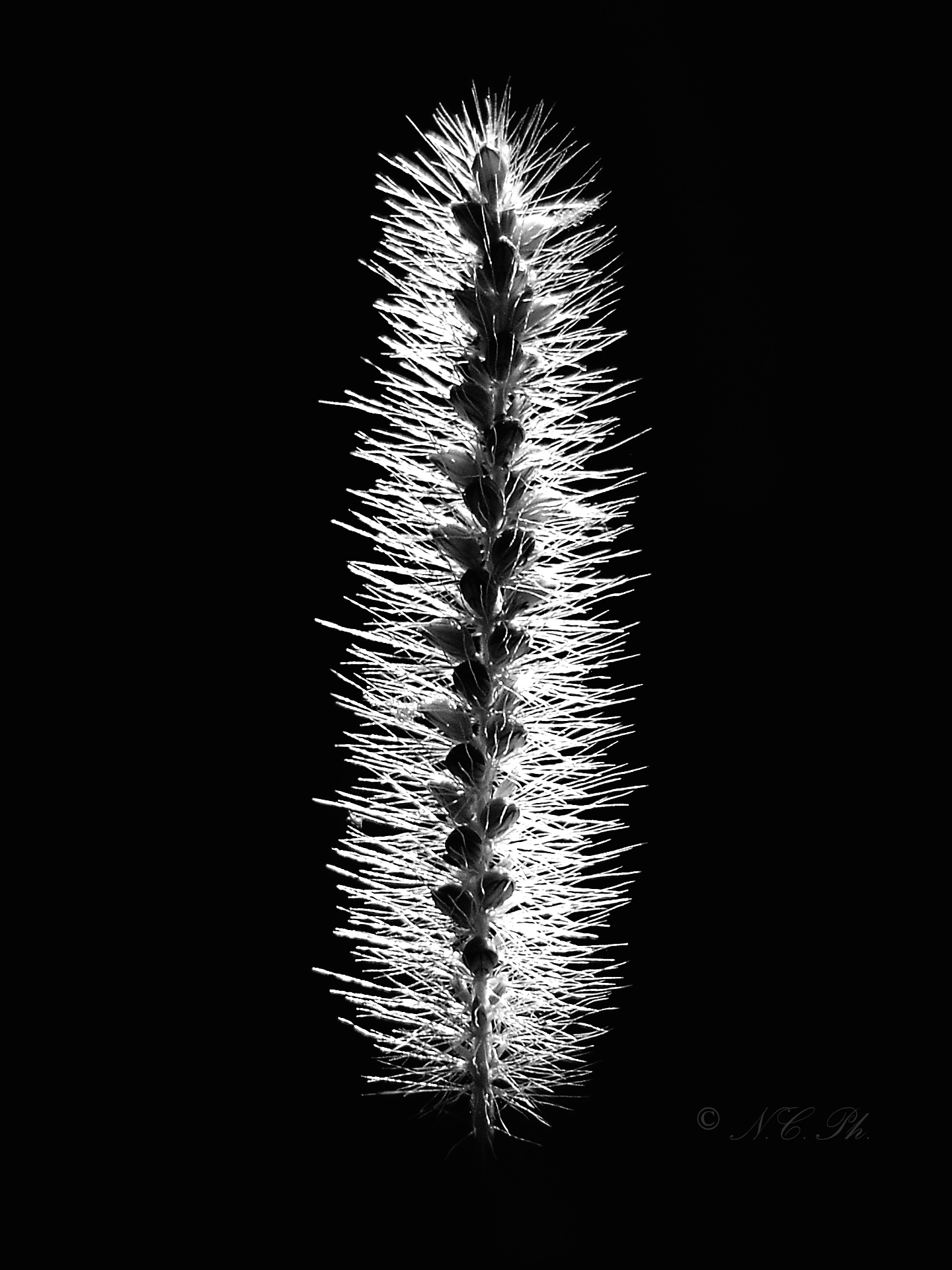 Setaria BW