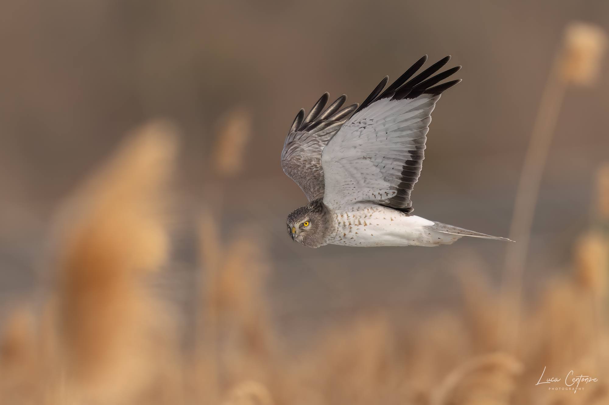Northern Harrier (Circus hudsonius)