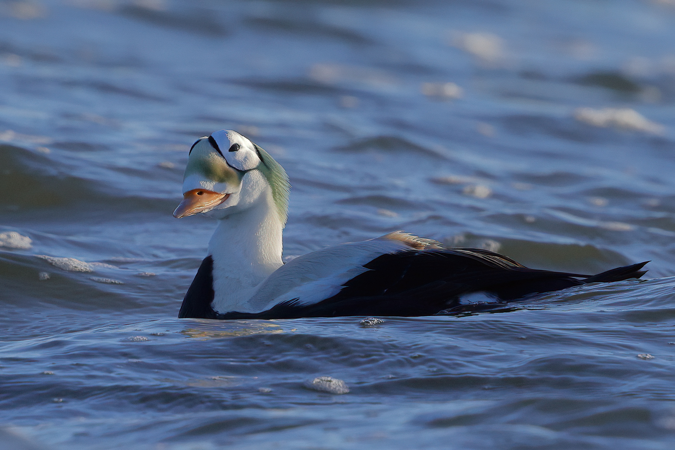 Spectacled eider duck