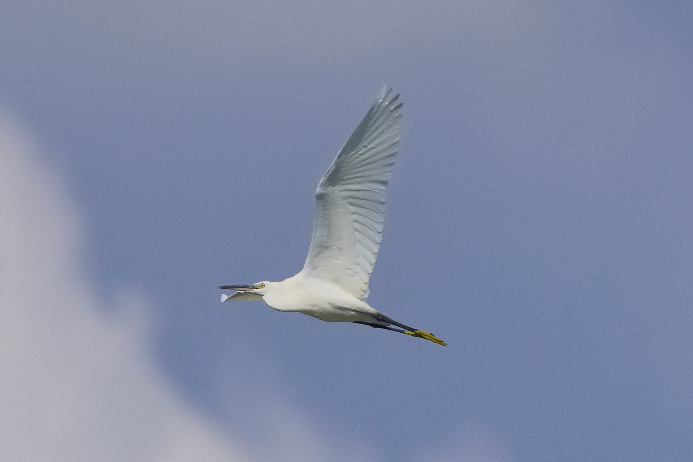 Garzetta 20 agosto 2024 - 0137