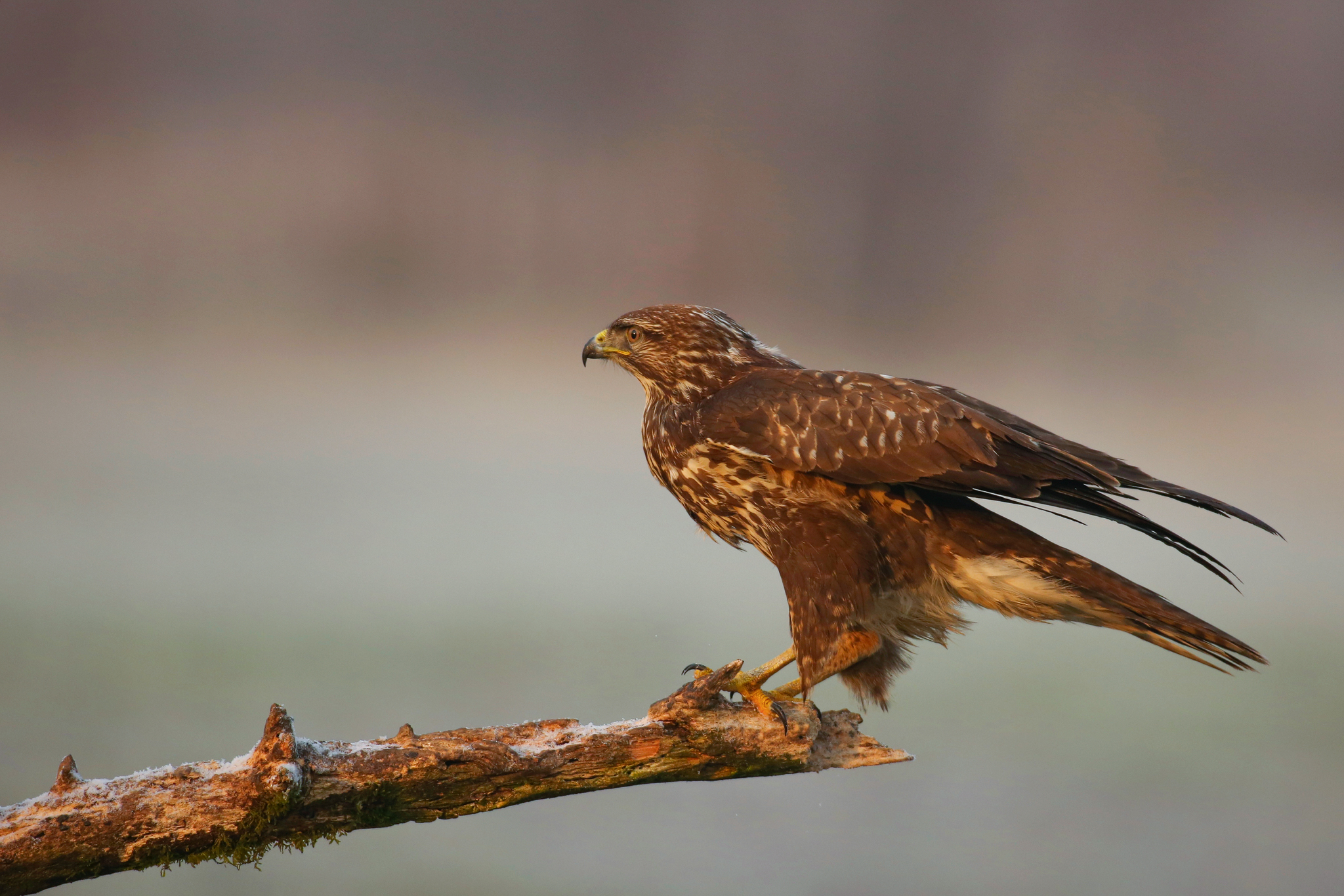 Buzzard