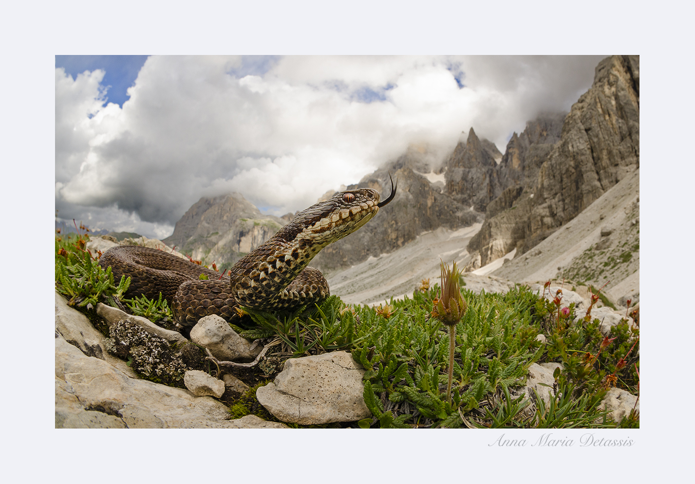 Marasso Vipera berus Val Venegia (tn)