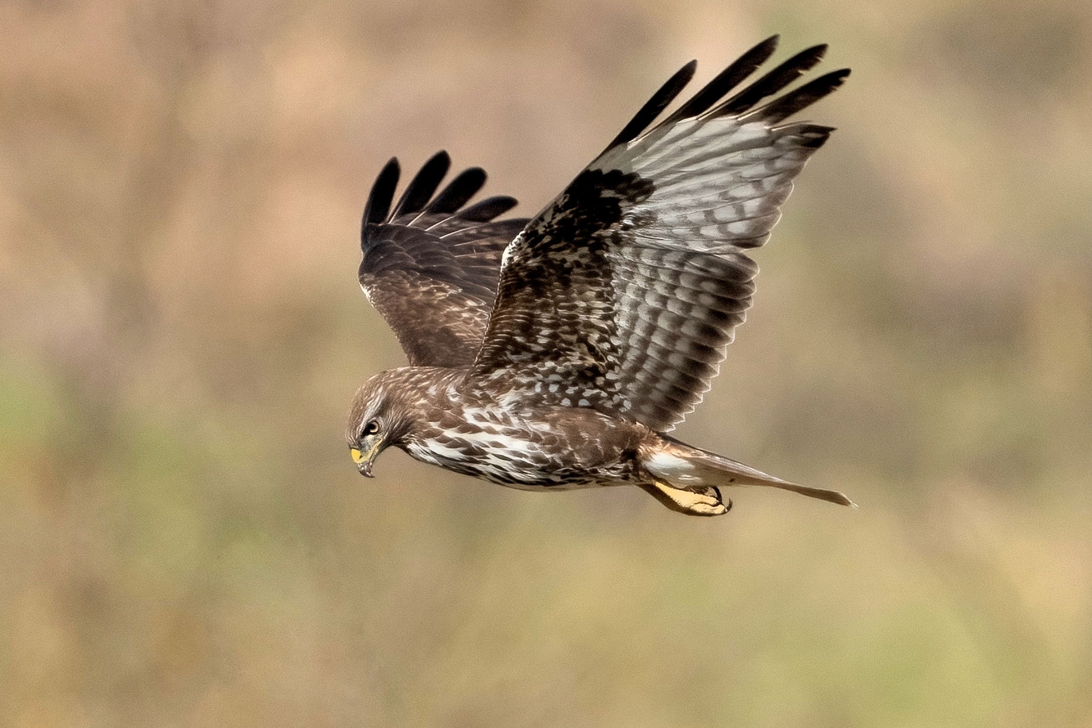 Buzzard hunting Umbria
