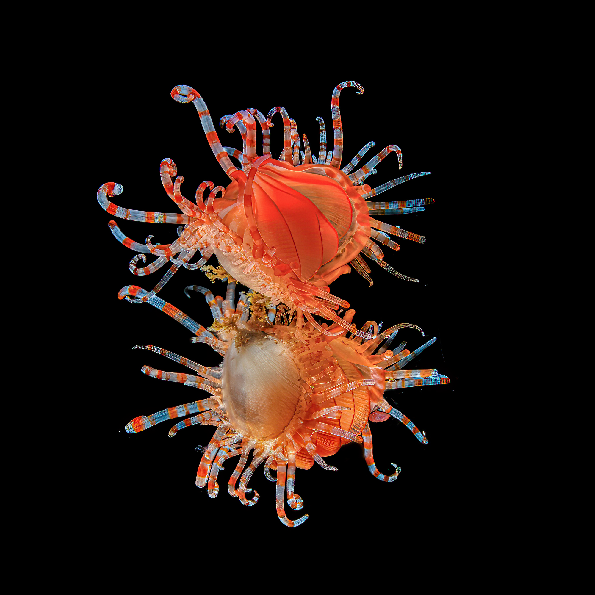 limaria Fragilis Flame shell PNG walindi