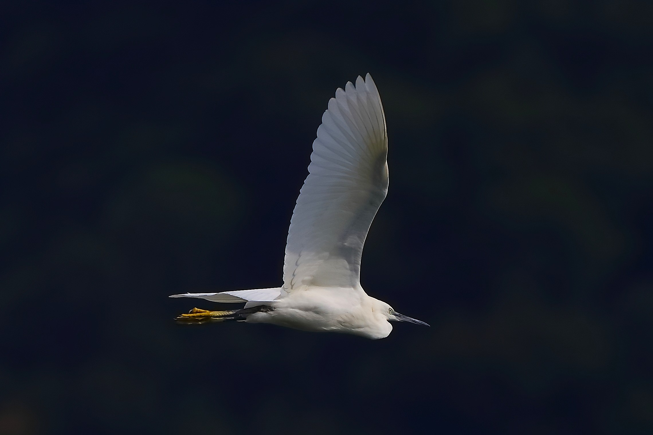 Garzetta 11 settembre 2024 - 0027