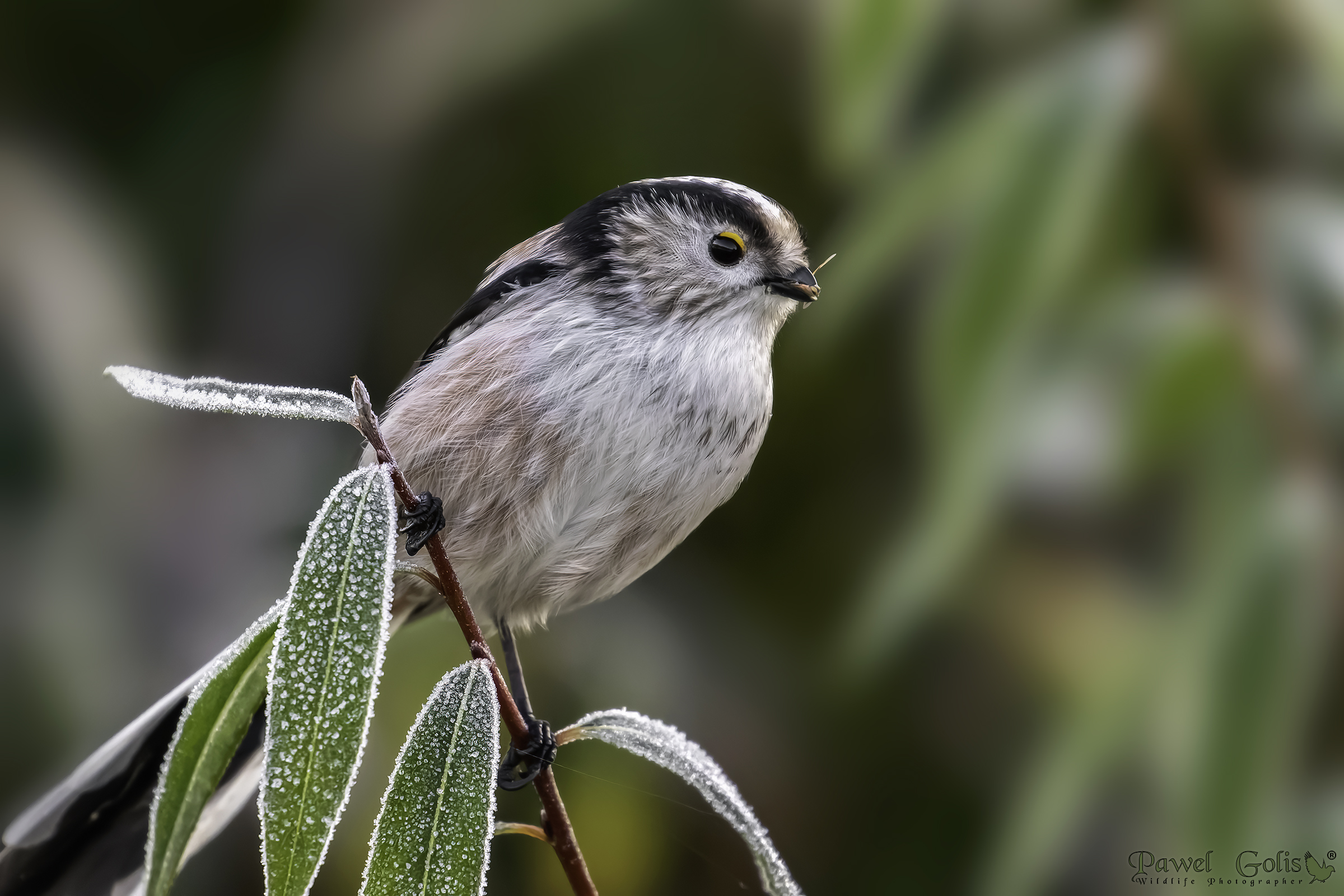 Cinciallegra (Aegithalos caudatus)