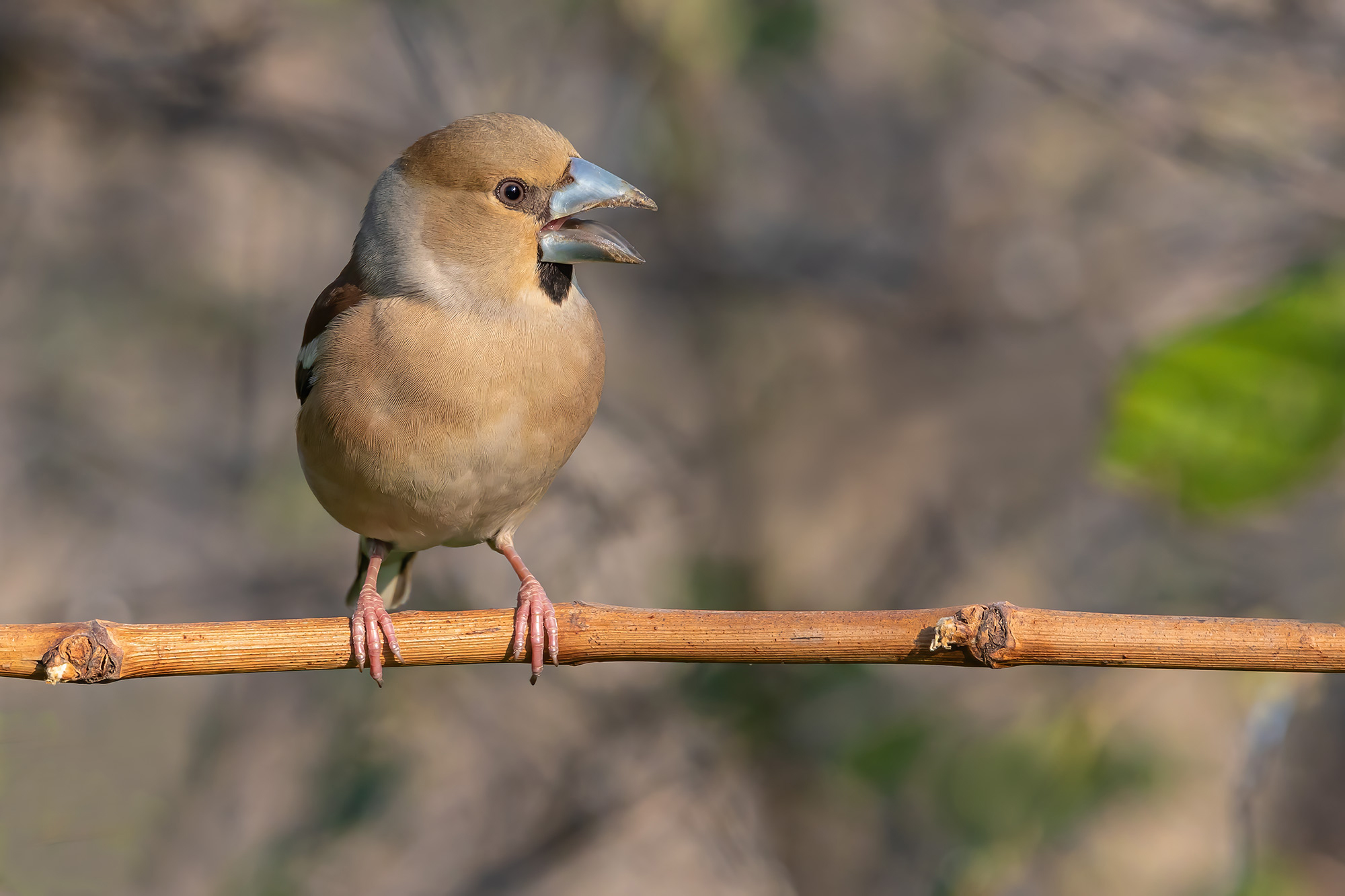 Hawfinch