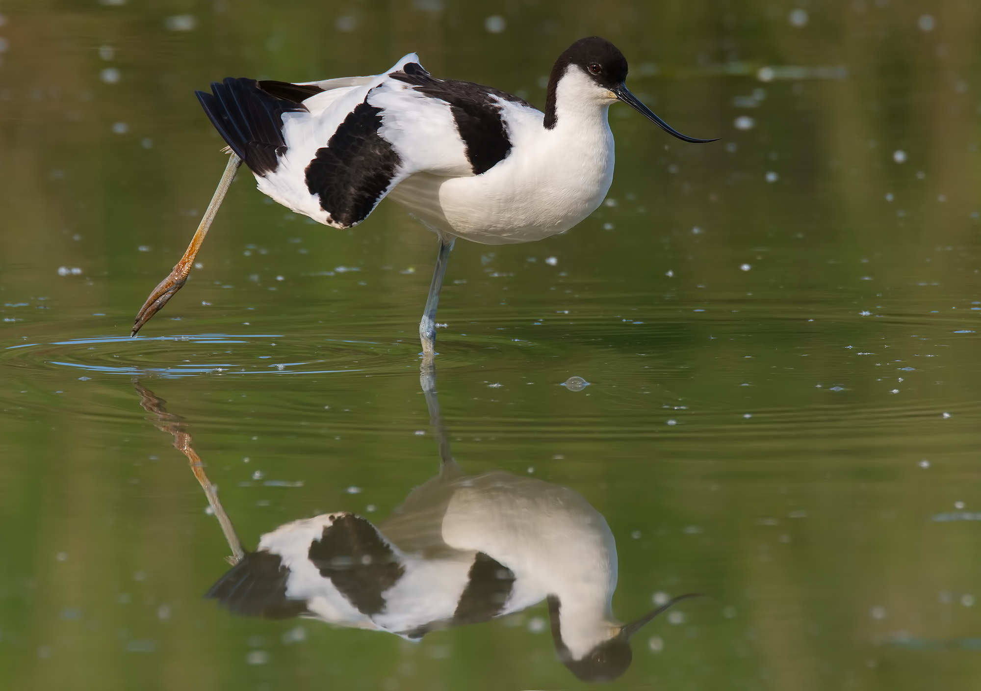 Avocetta - Oasi Torrile
