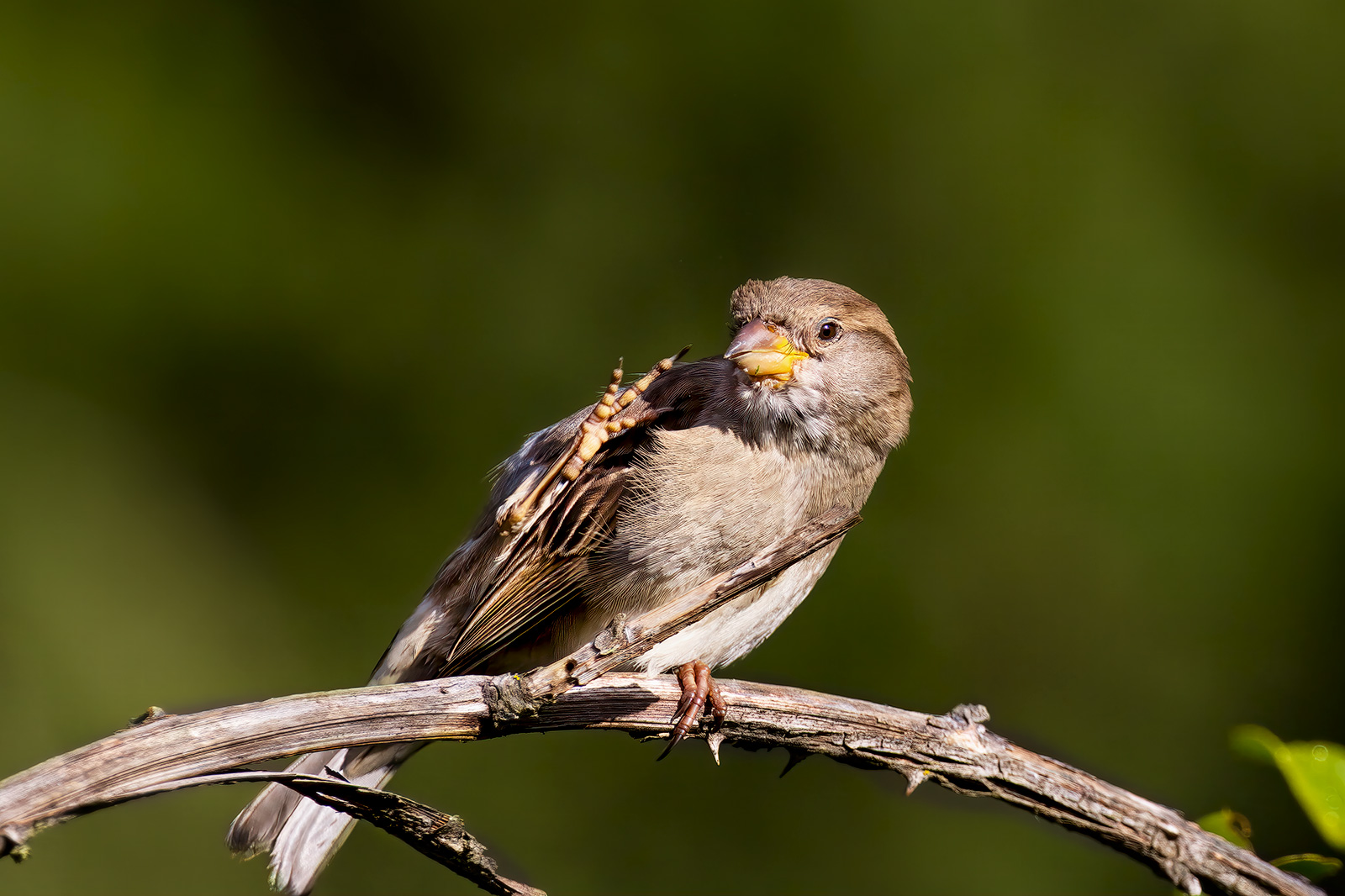 Bye bye, the greeting of the sparrow