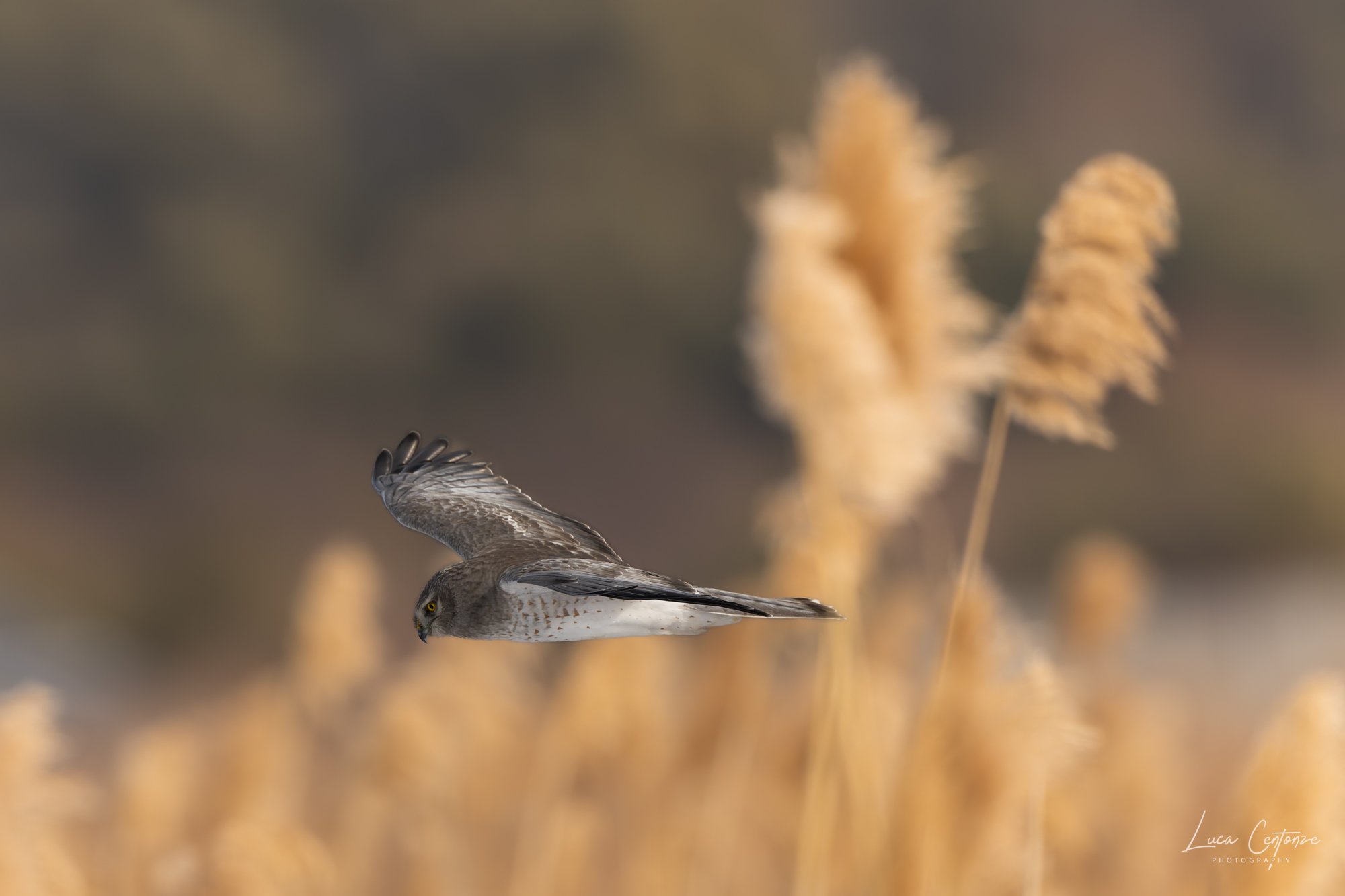Northern Harrier (Circus hudsonius) male